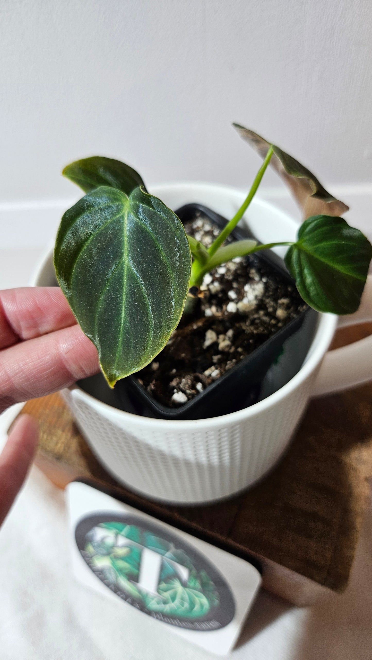 Philodendron Splendide (PHI-942)