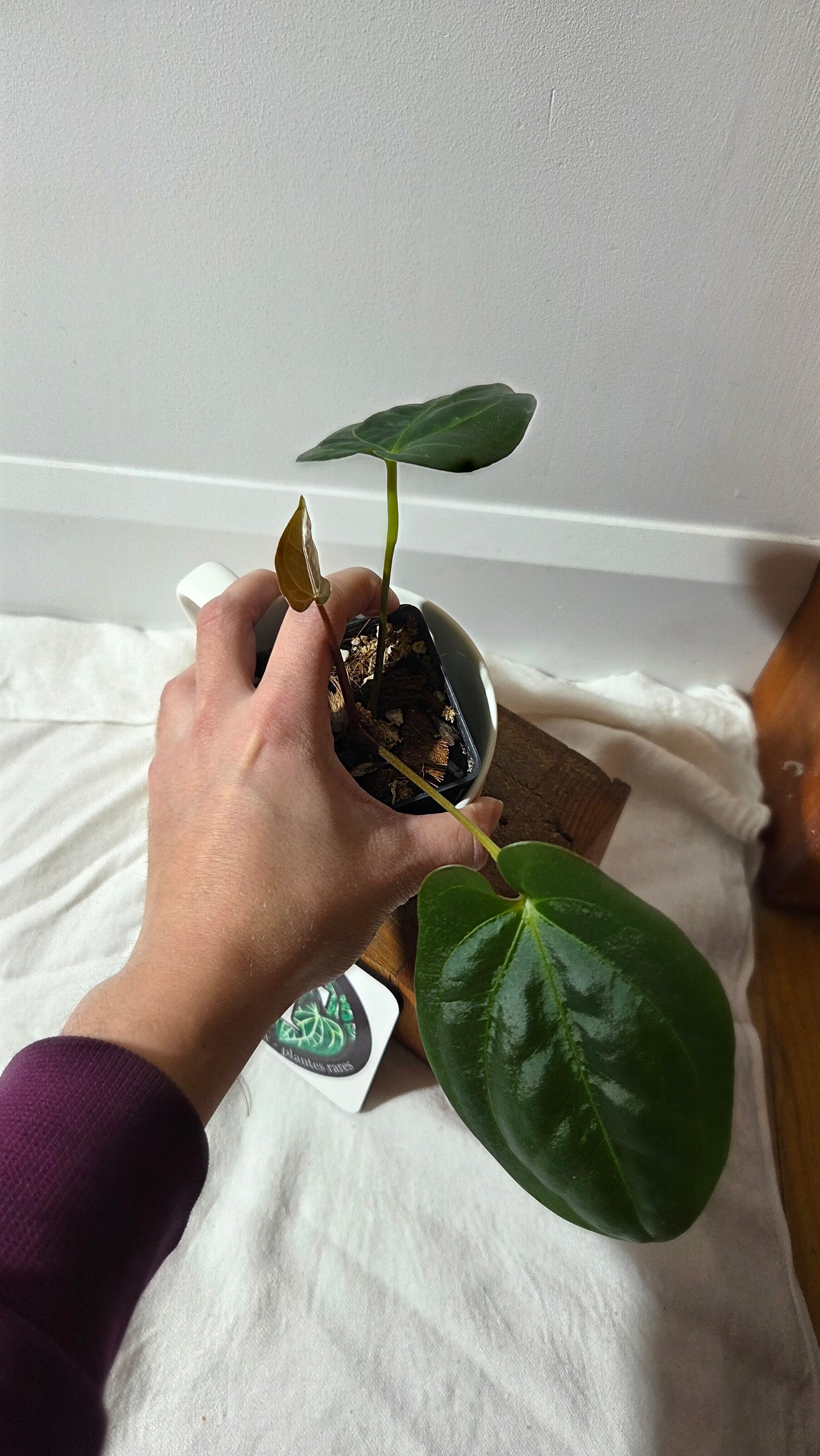 Anthurium Goliath X Papillilaminum "format MOYEN" (ANT-659)