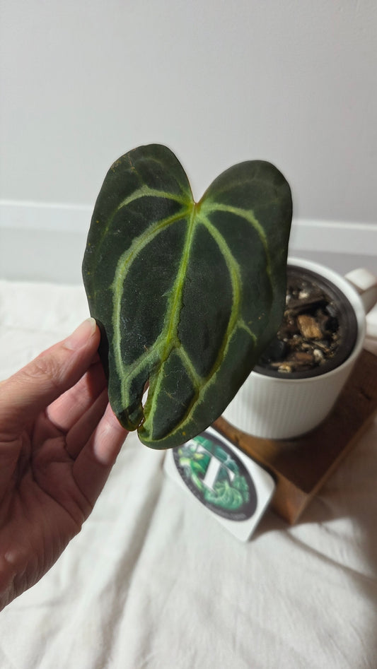 Anthurium  Carlablackiae (d'équateur) "format MOYEN" (ANT-392)