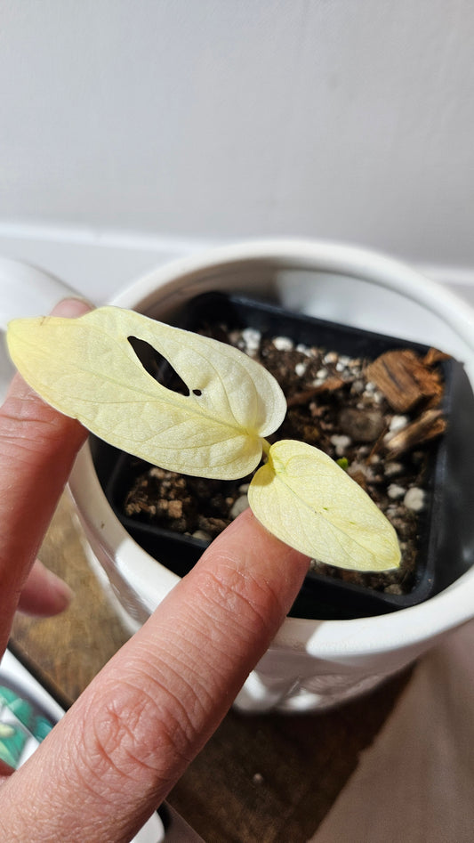 Monstera Andasonii Archipelago Ghost (MON-470)