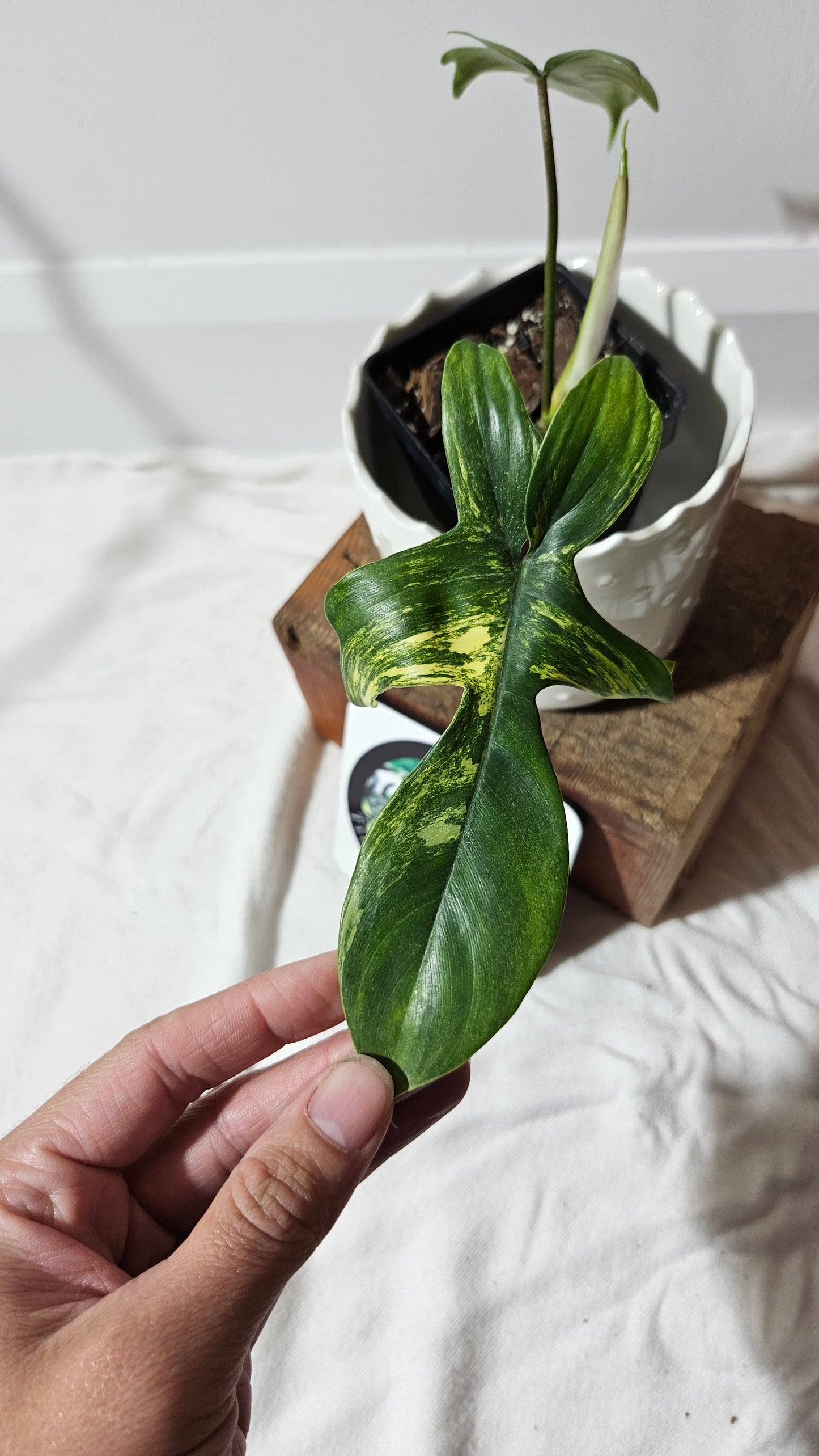 Philodendron Florida Beauty (PHI-578)