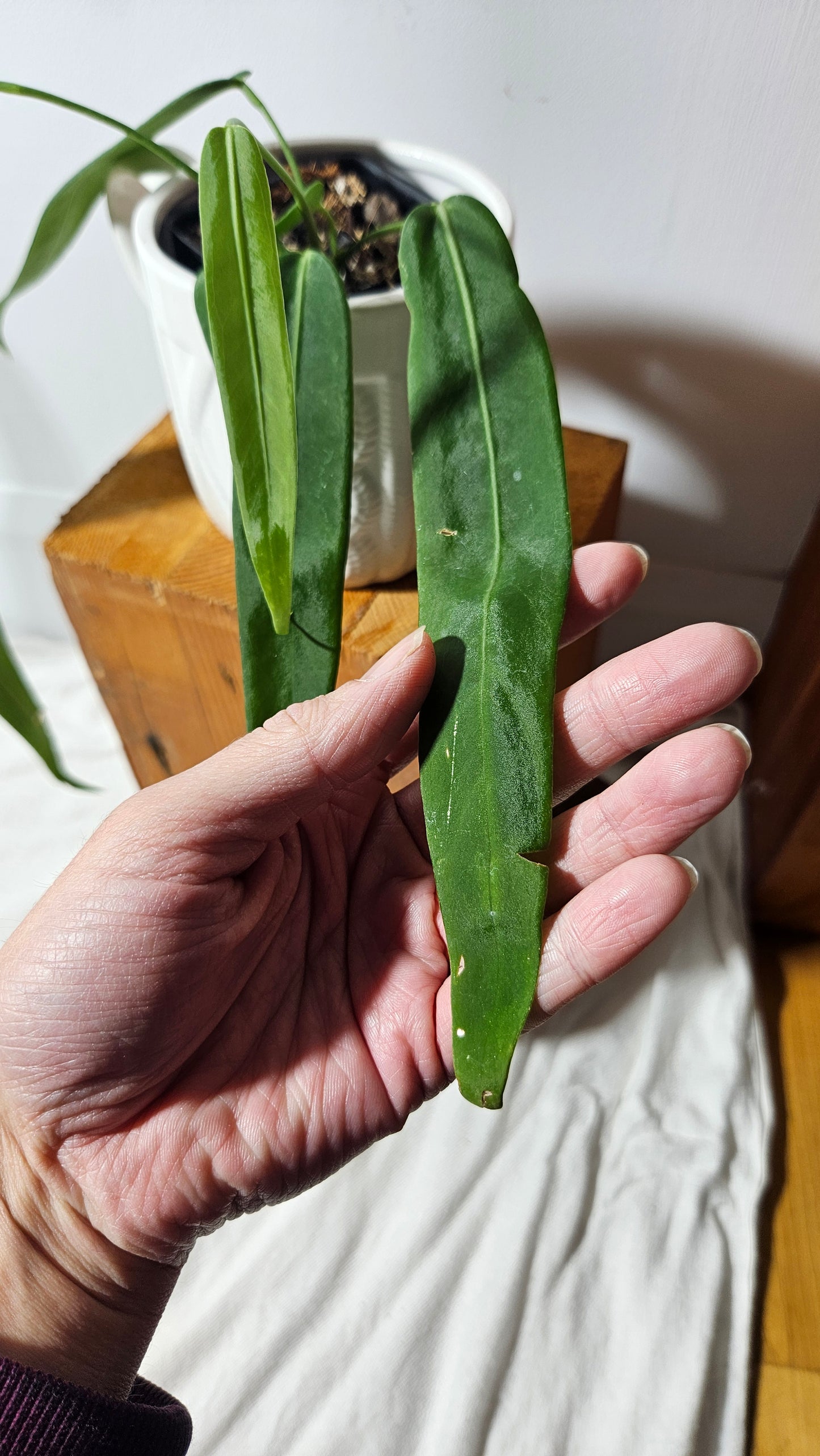 Anthurium Pallidiflorum "format MOYEN/LARGE"(ANT-195)