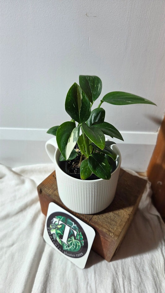 Monstera Standleyana Albo (MON-487)