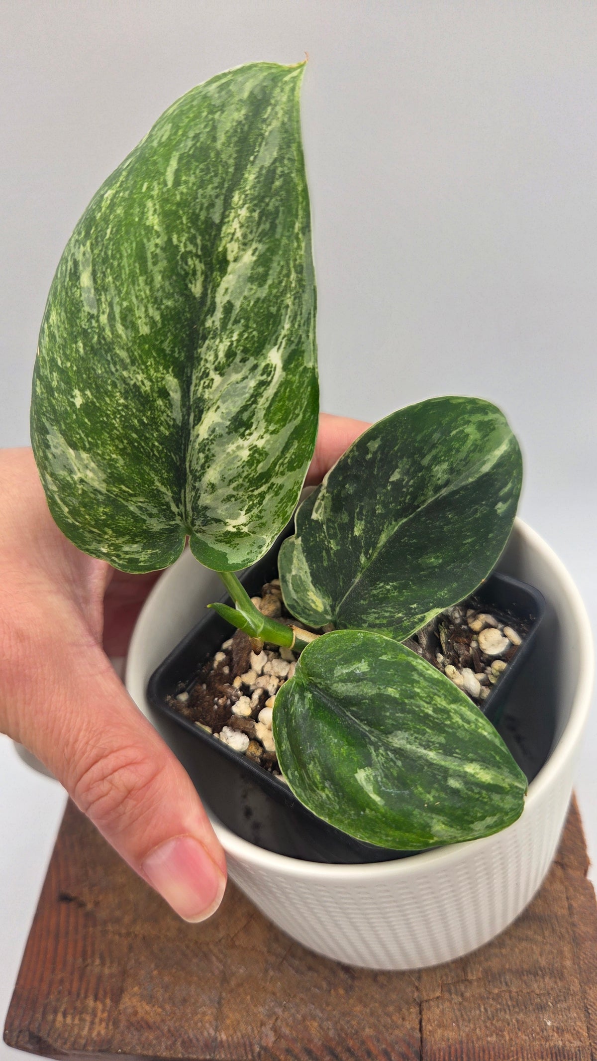 Scindapsus Dark satin Tricolore (SCI-1520)