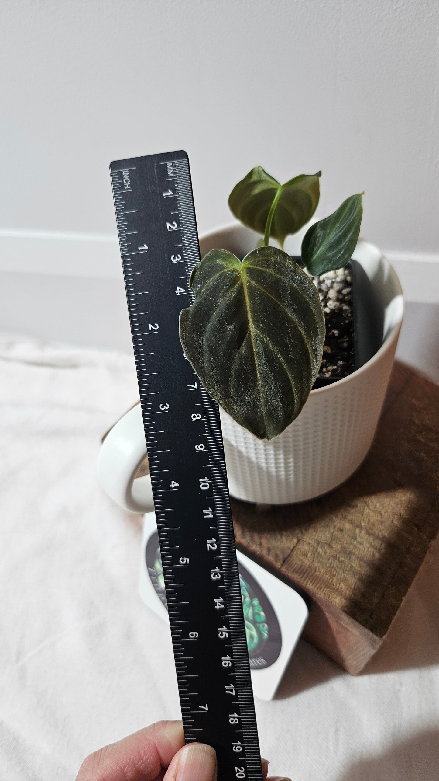 Philodendron Splendide (PHI-942)