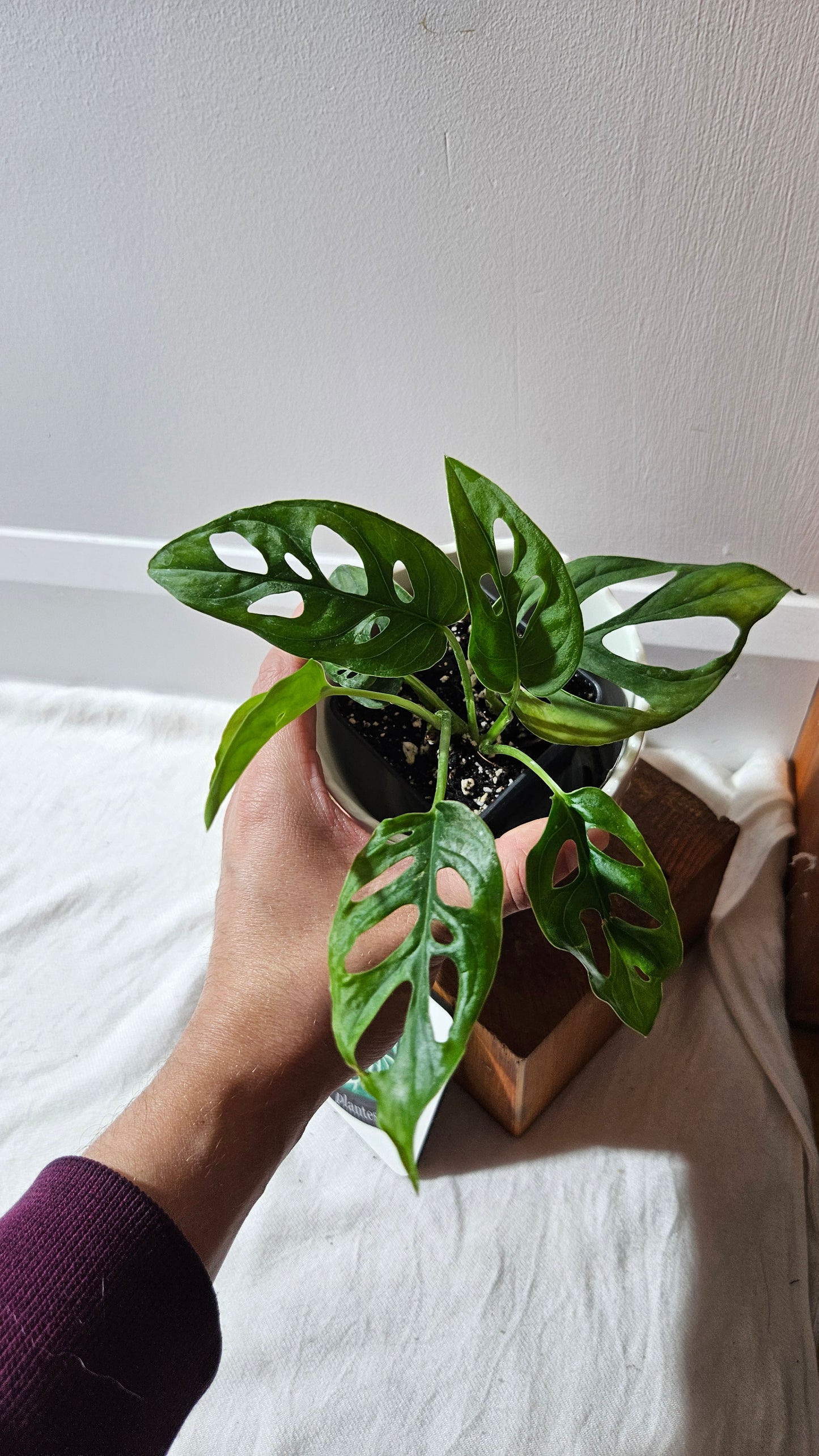 Monstera Obliqua Aff Tena (MON-447)