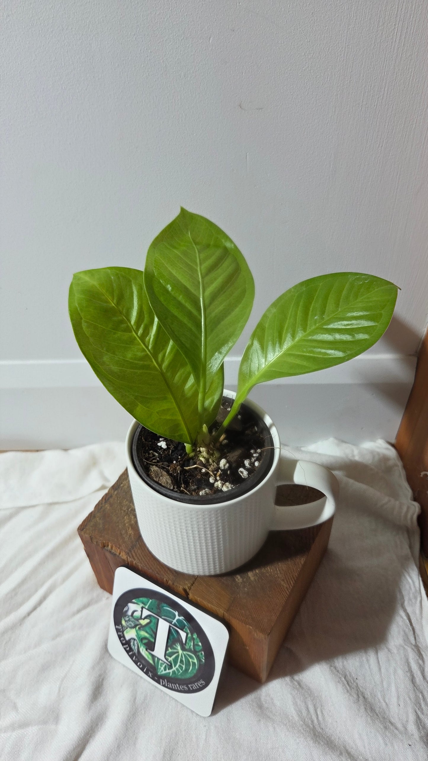 Anthurium Oxycarpum X Reflexinervium "format MOYEN"(ANT-193)