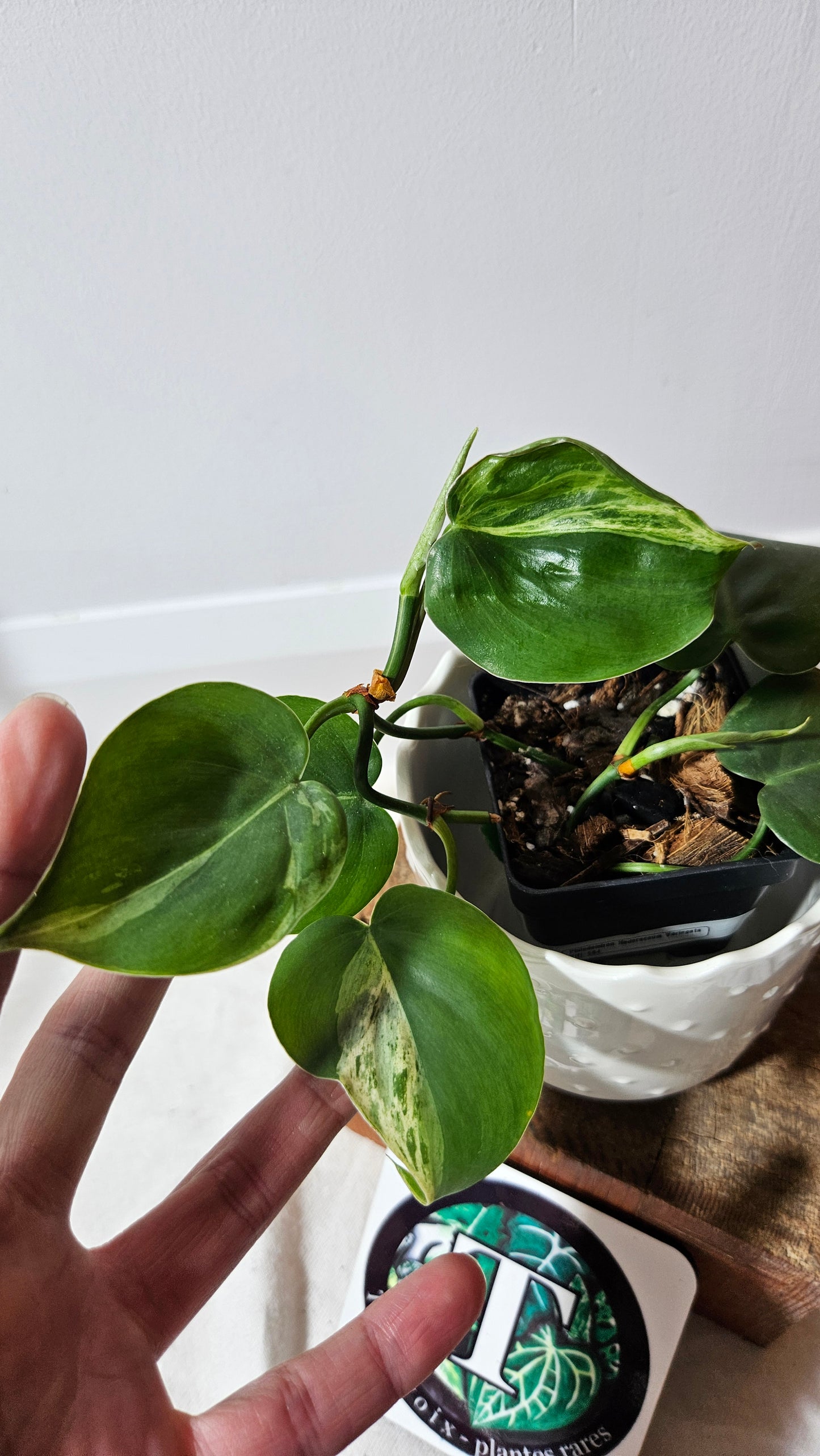 Philodendron Hederaceum Variegata (PHI-564)