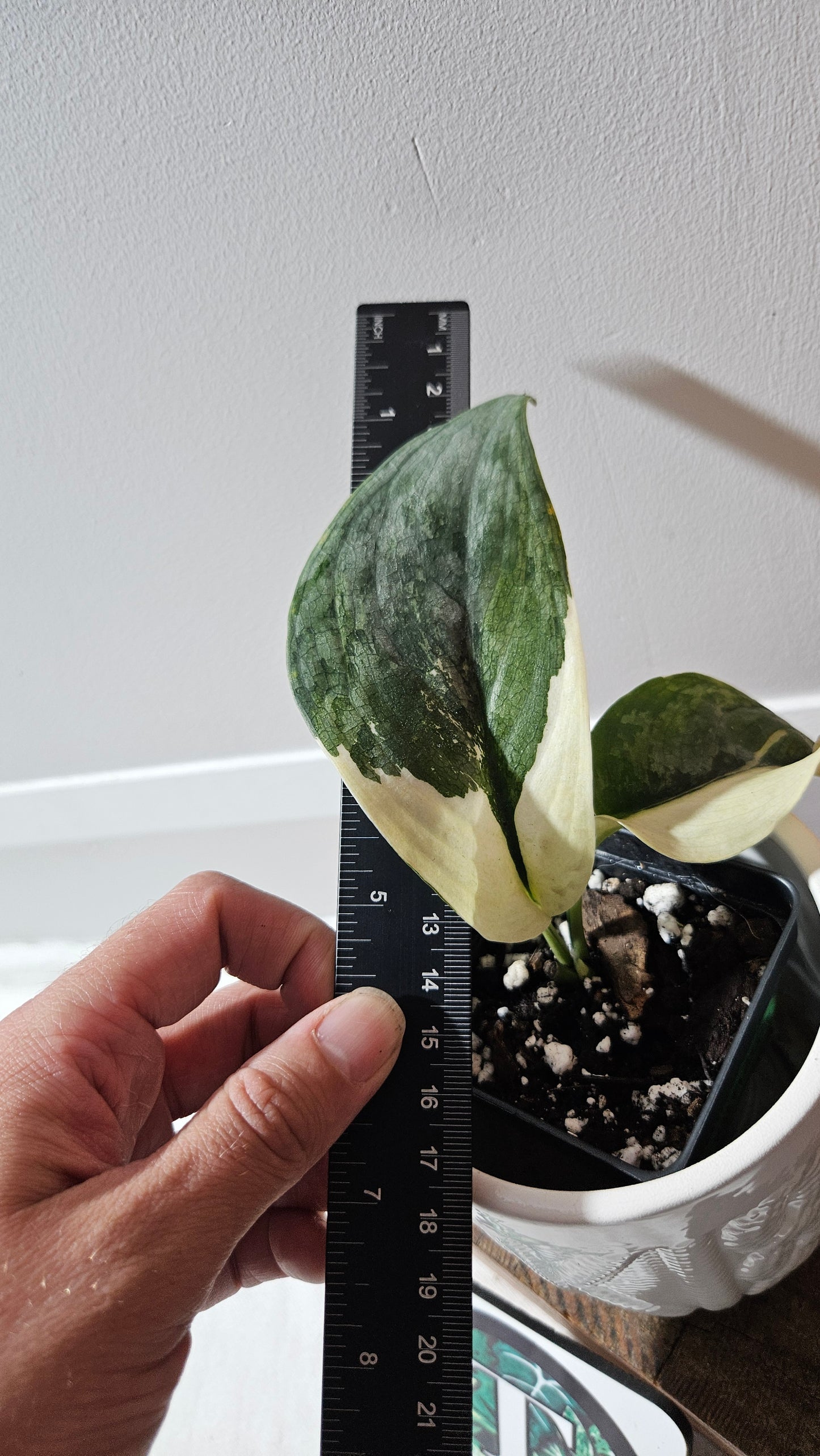 Scindapsus Silver Tattoo Variegata (SCI-1153)
