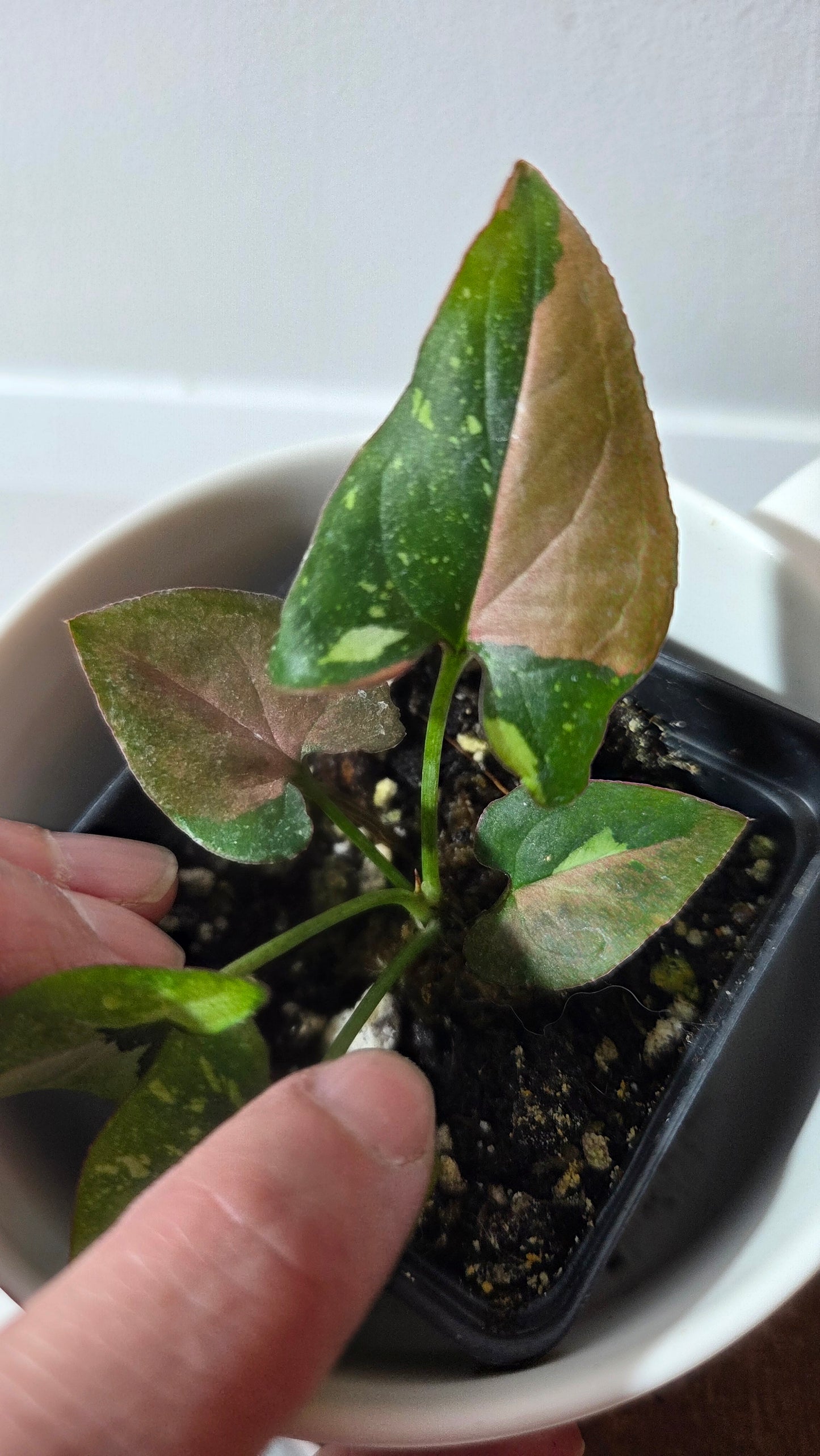 Syngonium Red Spot Tricolore (SYN-487)