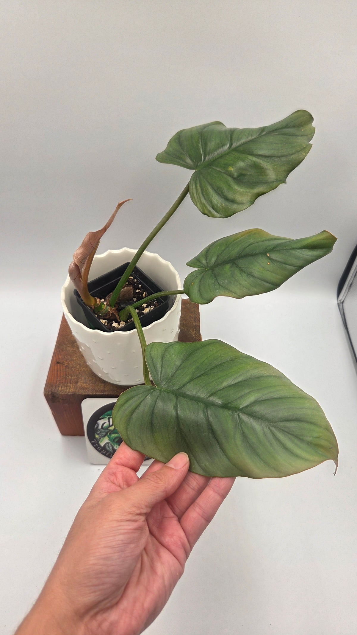 Philodendron Plowmanii X Mayoi (PHI-1093)