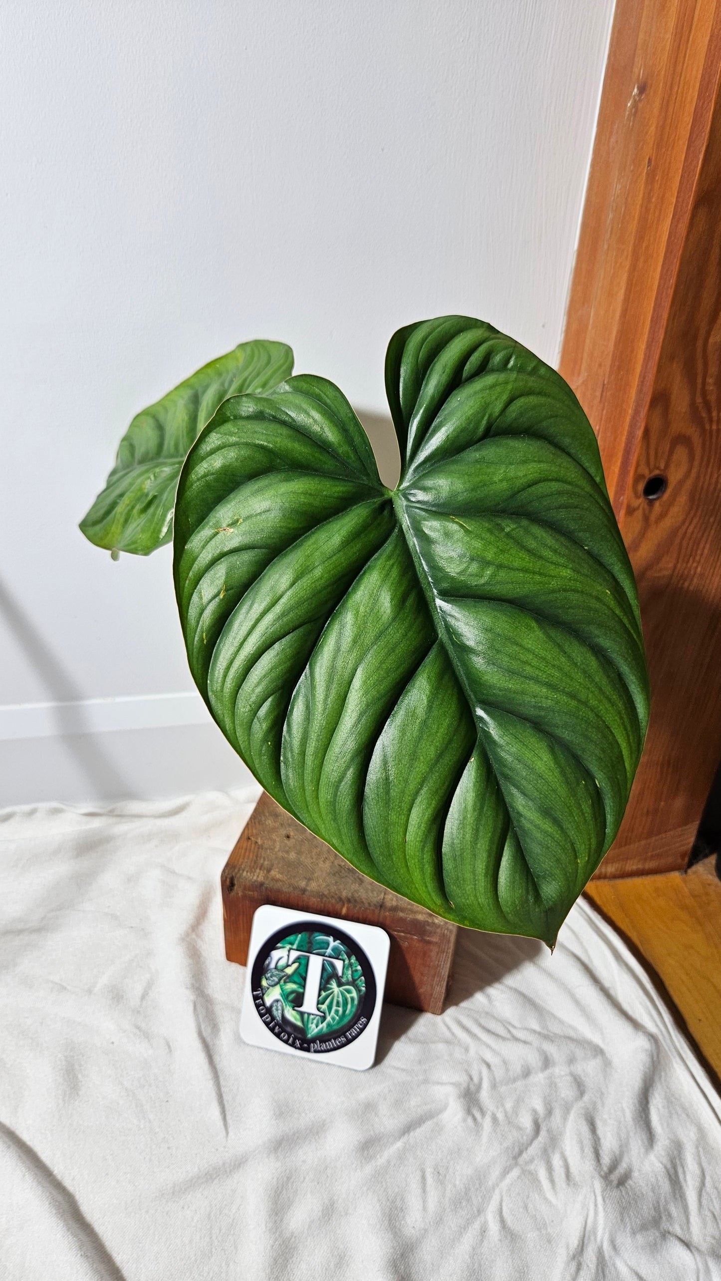 Philodendron Aff Colombia (PHI-530)