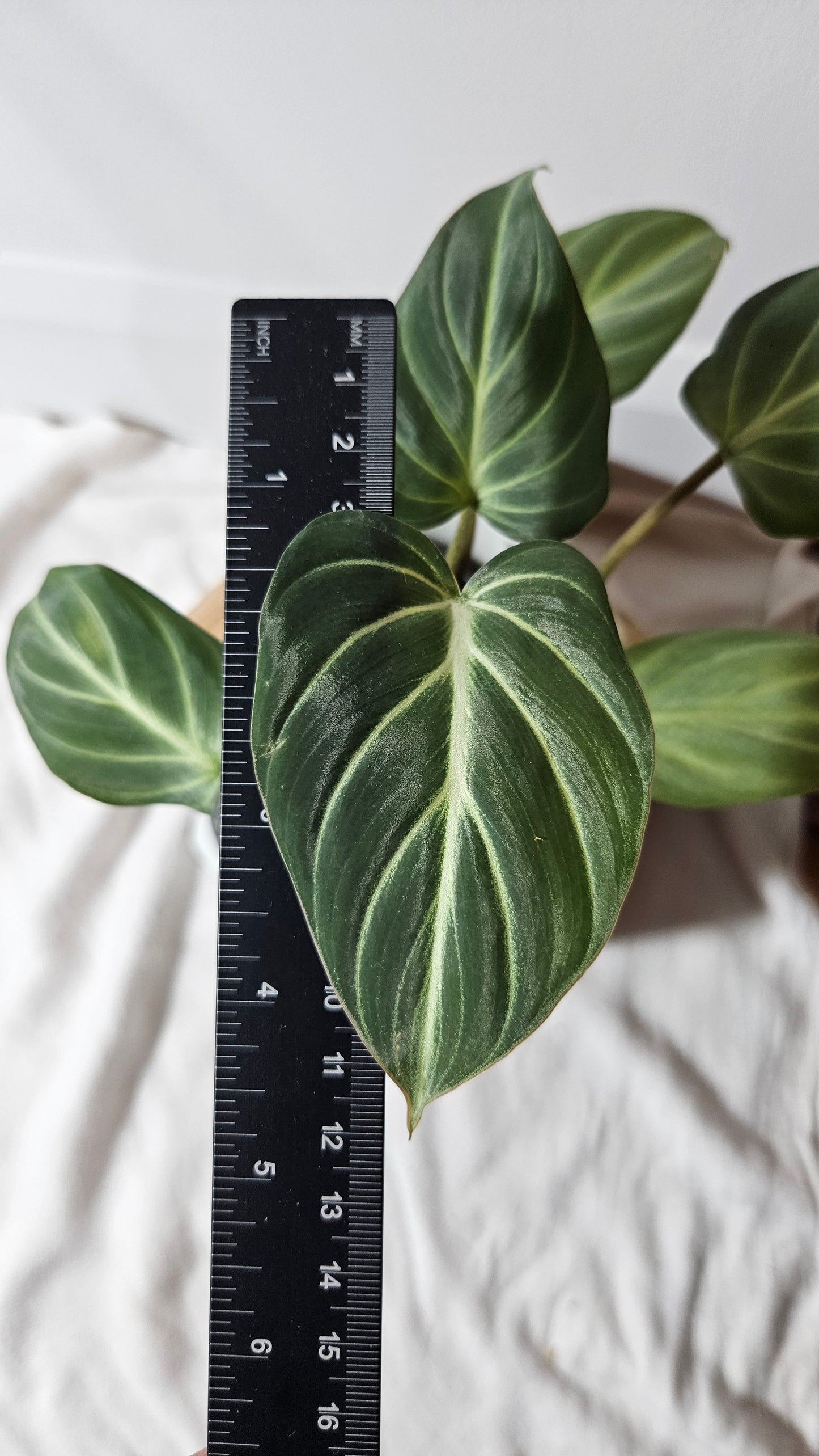 Philodendron Gloriosum White (PHI-675)