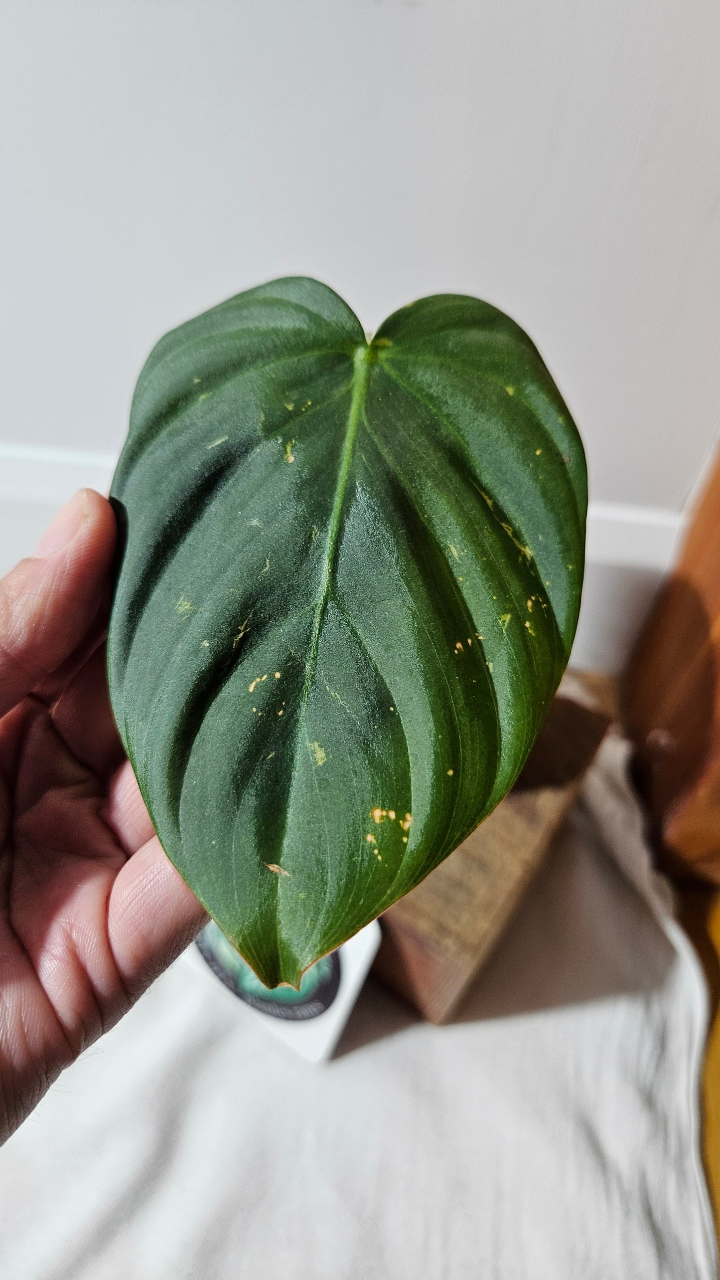 Philodendron Célébration/(Rubrijuvenile X Pastazanum) (PHI-930)