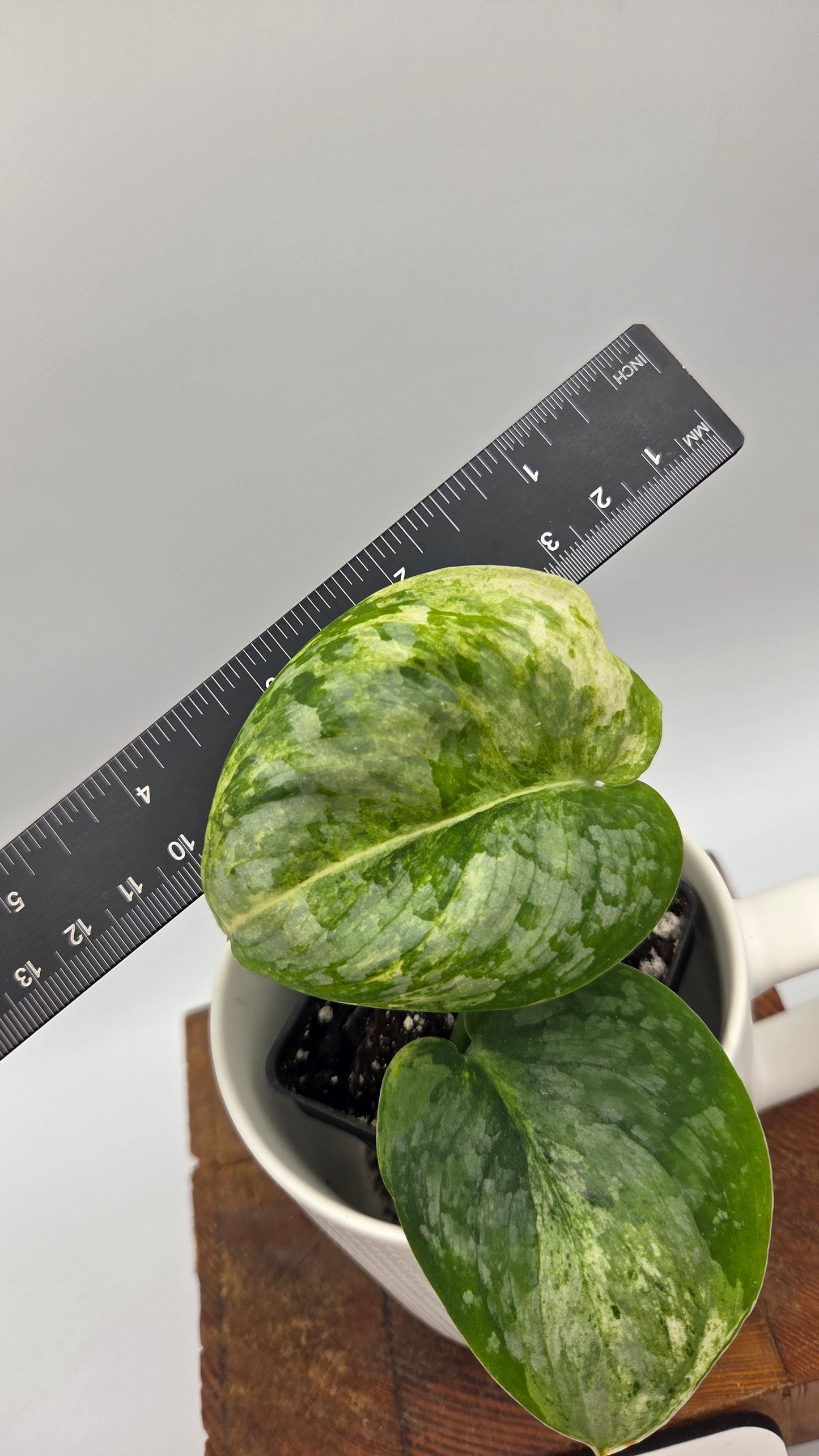 Scindapsus Black Dragon Variegata (SCI-1442)