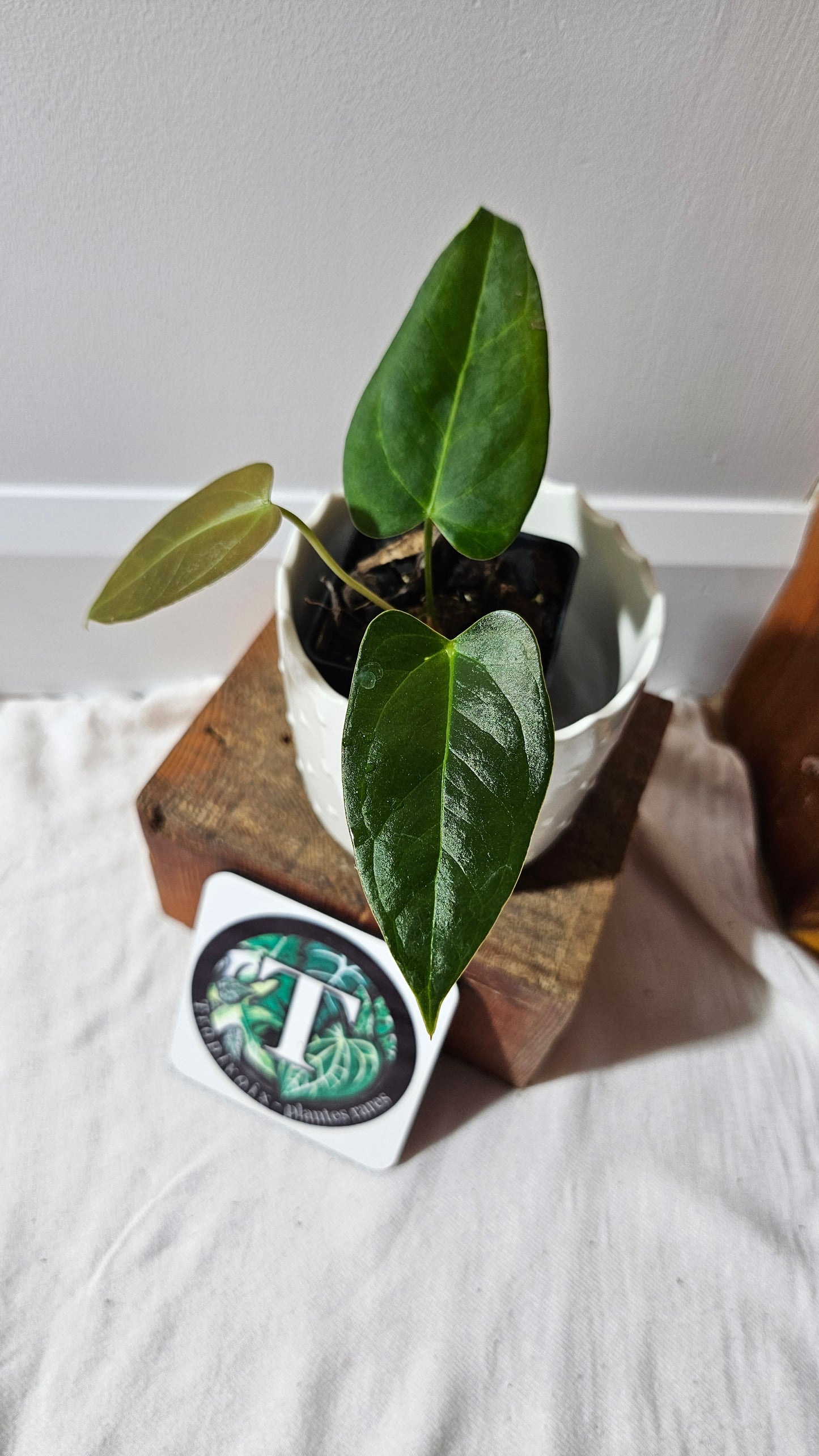 Anthurium Moira Velvet "format PETIT" (ANT-501)