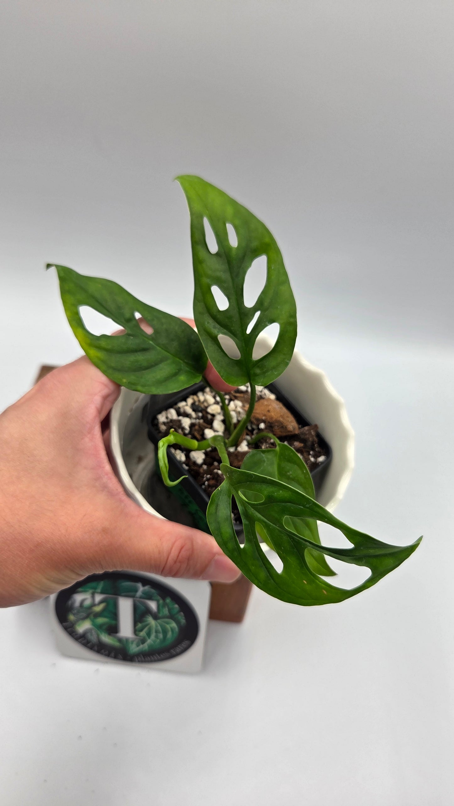 Monstera Obliqua Aff Cenepa (MON-549)