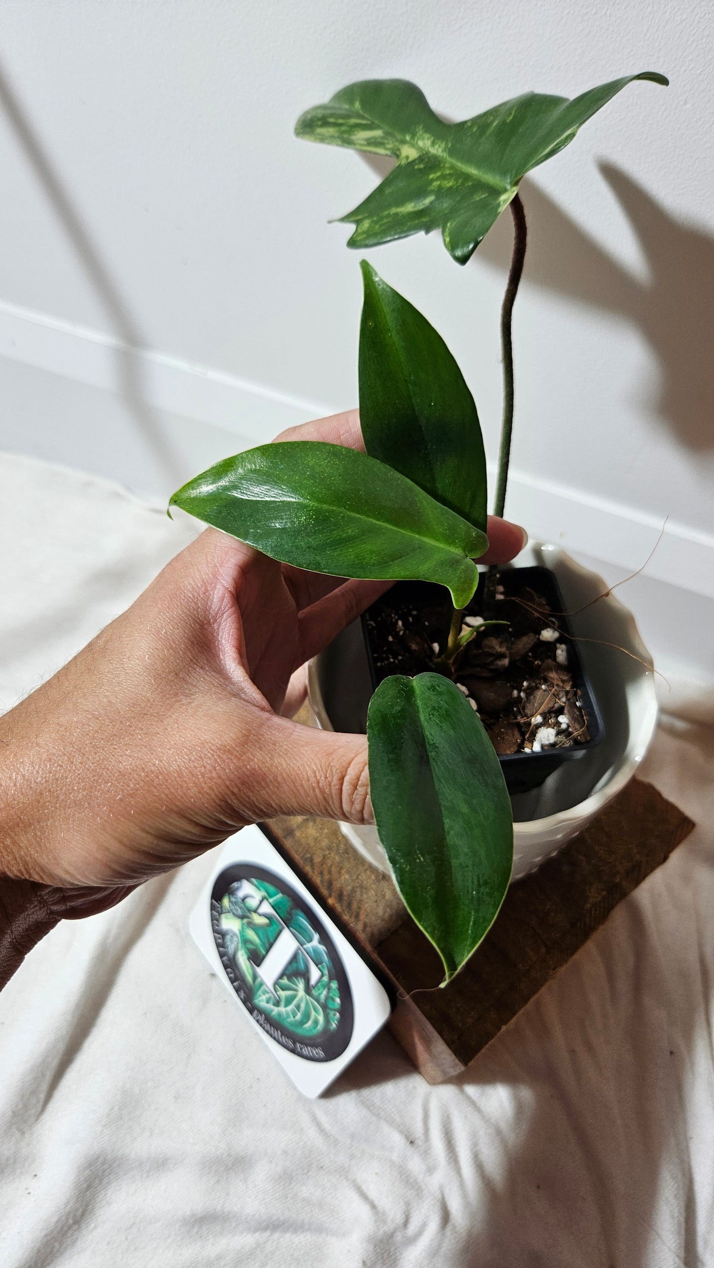 Philodendron Florida Beauty REVERT(PHI-580)