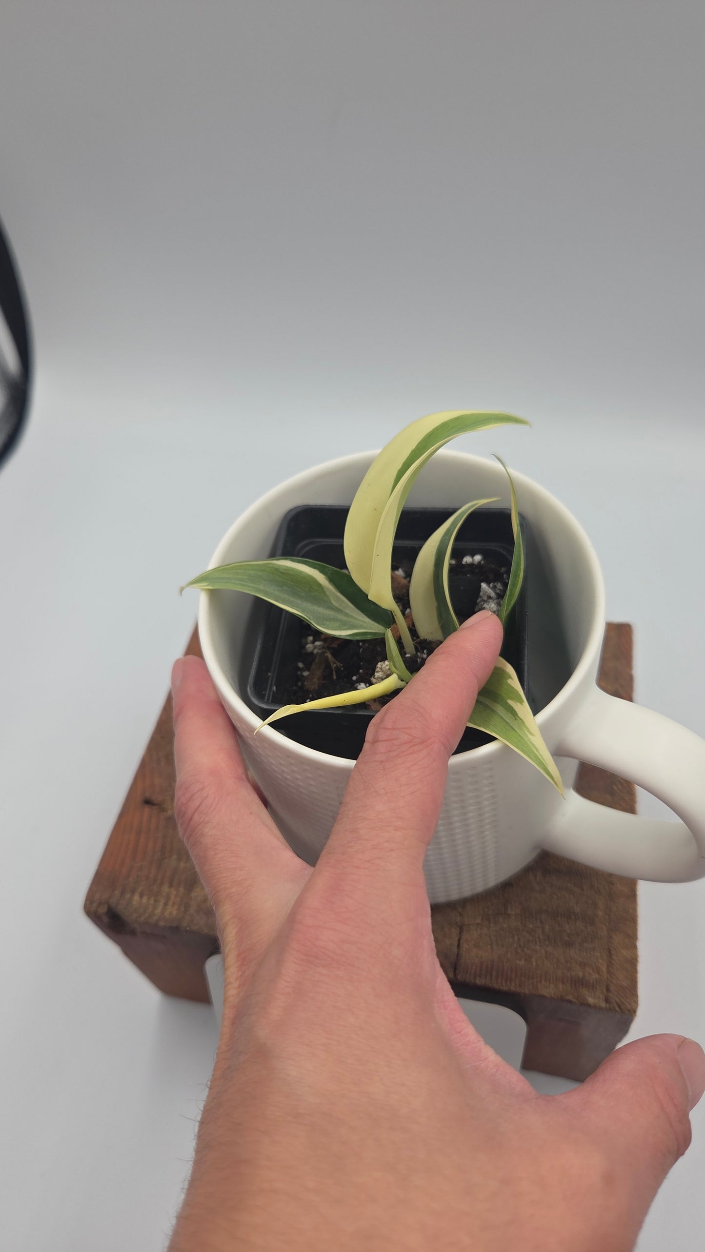 Philodendron Hederaceum Rio (PHI-821)