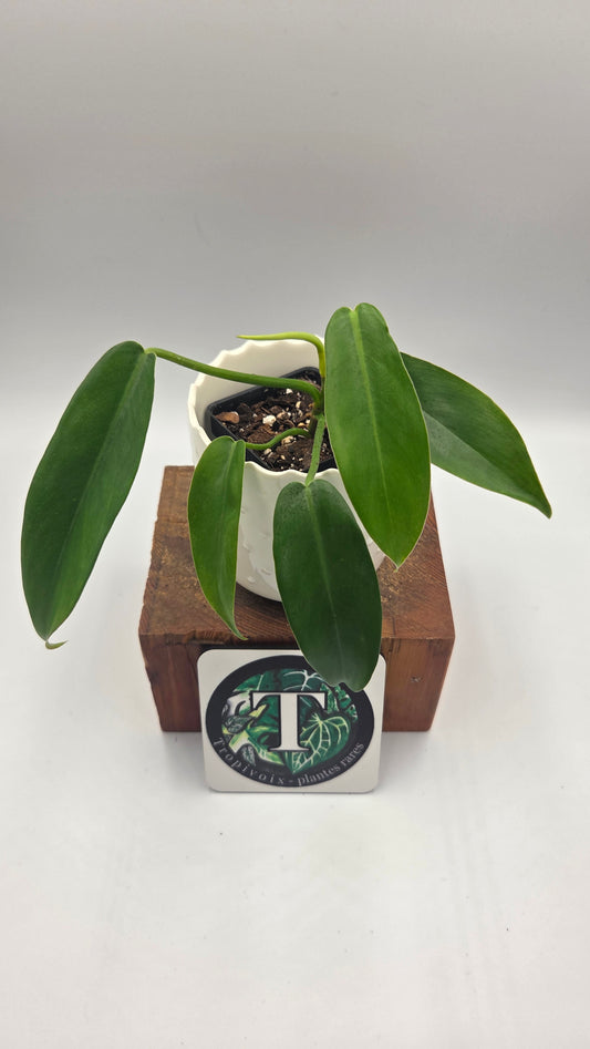 Philodendron Jerryhorne (PHI-551)