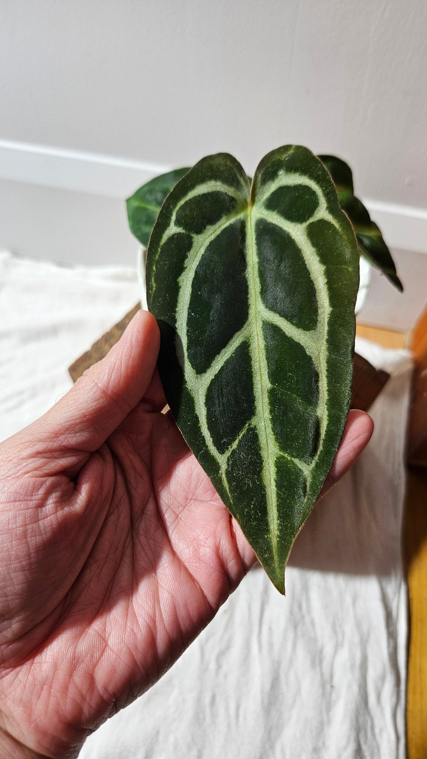 Anthurium  Carlablackiae (d'équateur) "format MOYEN" (ANT-610)