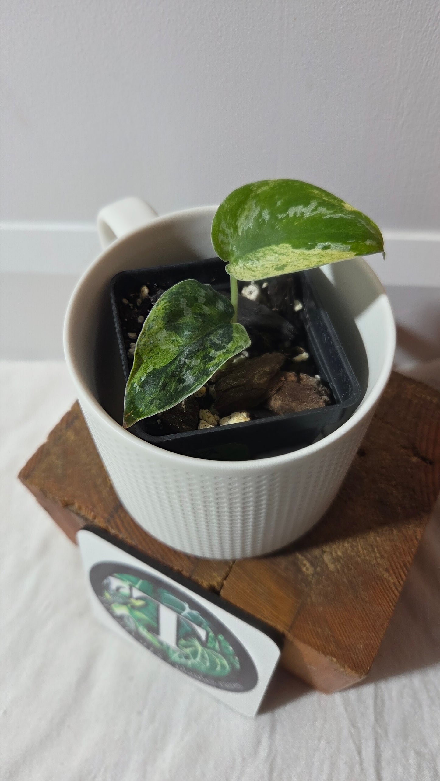 Scindapsus Argyraeus Permata (SCI-1399)