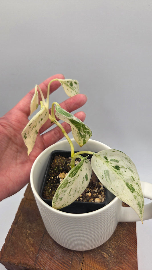 Scindapsus Silver Splash Variegata (SCI-848)
