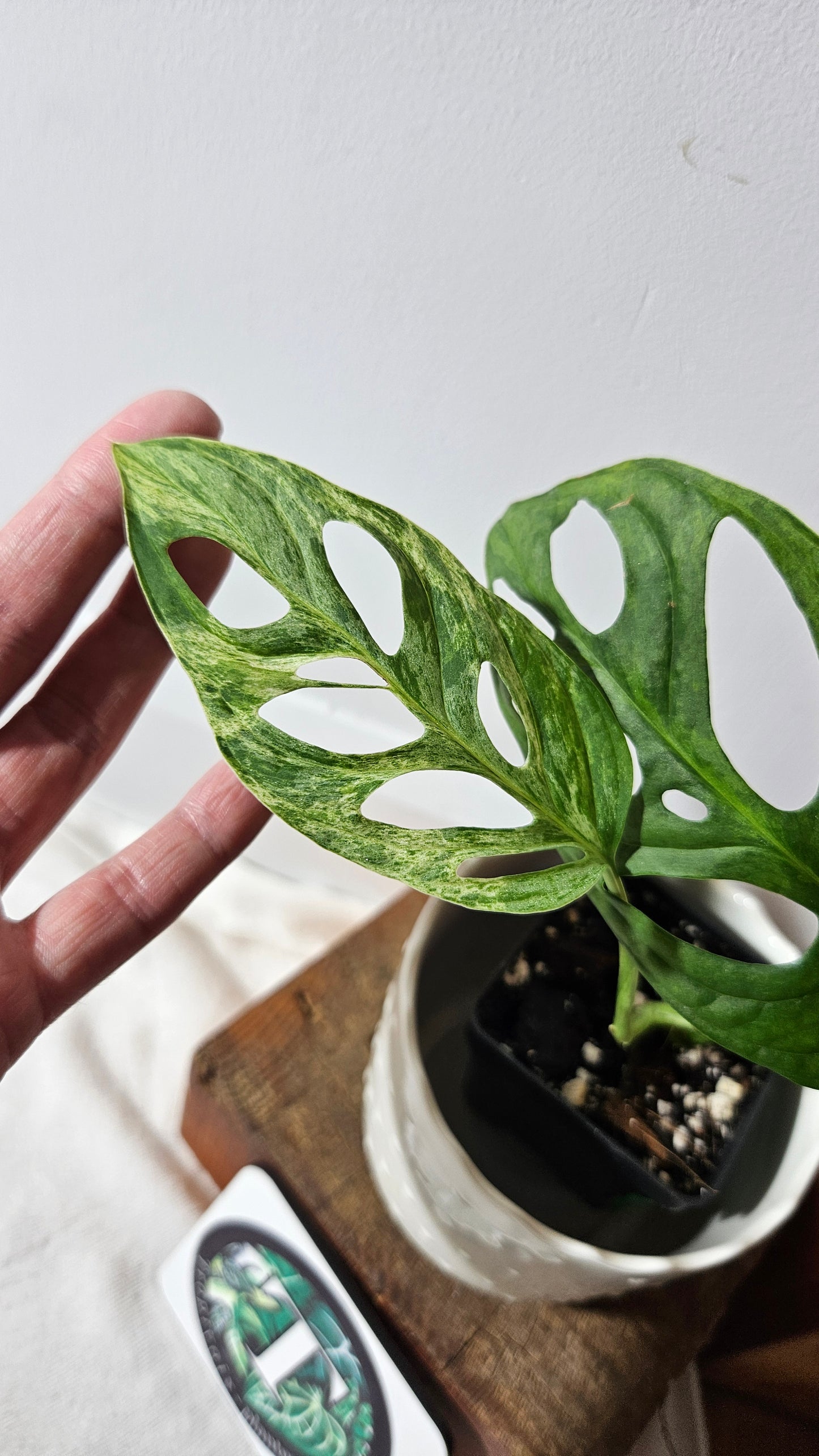 Monstera Andasonii Mint/Indo (MON-408)
