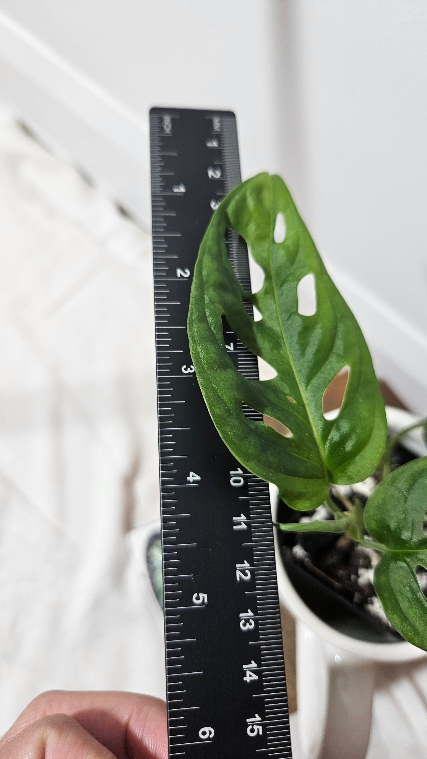 Monstera Andasonii Aurea (MON-218)