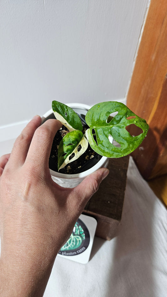 Monstera Andasonii Albo (MON-472)
