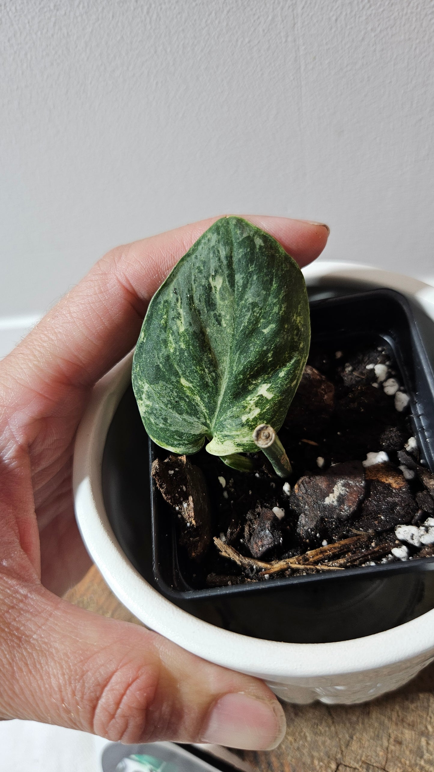 Scindapsus Silver Splash Tricolore (SCI-1155)