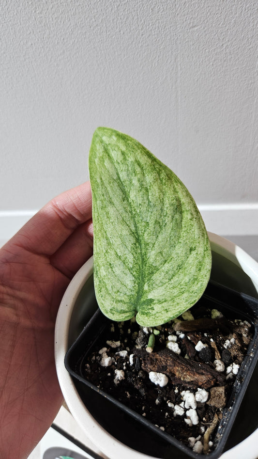 Scindapsus Silver Cloud variegata (SCI-1064)