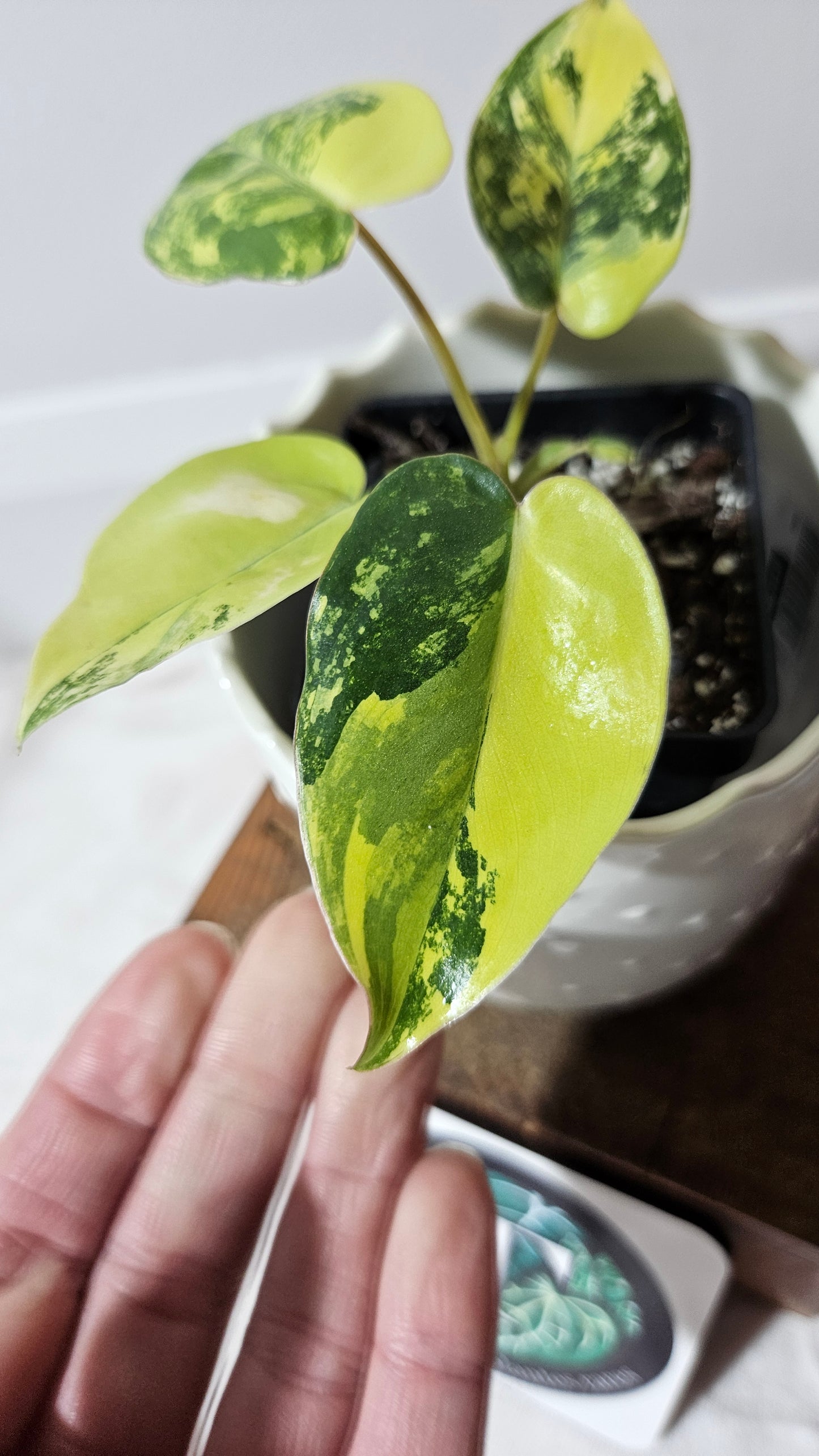 Philodendron Burlemarx Variegata (PHI-572)