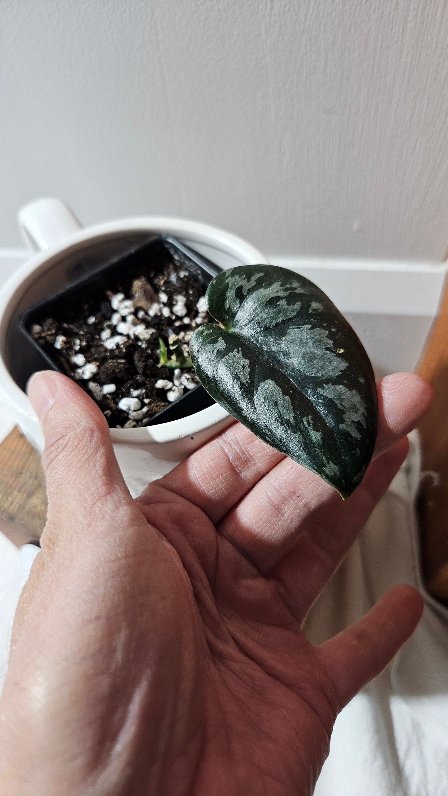 Scindapsus Black Exotica (SCI-1106)
