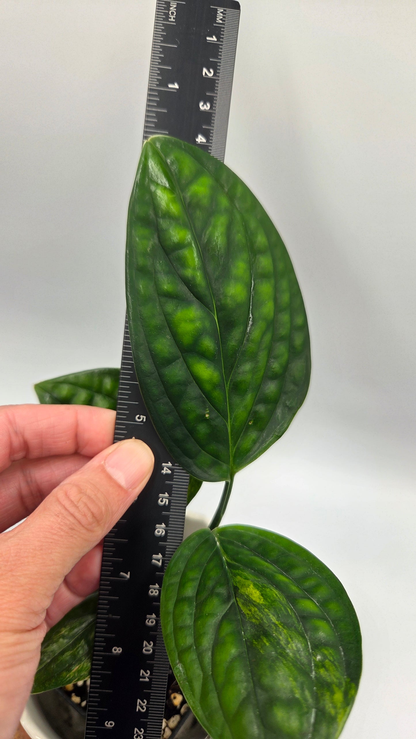 Monstera Karstenianum/Peru Variegata (MON-539)