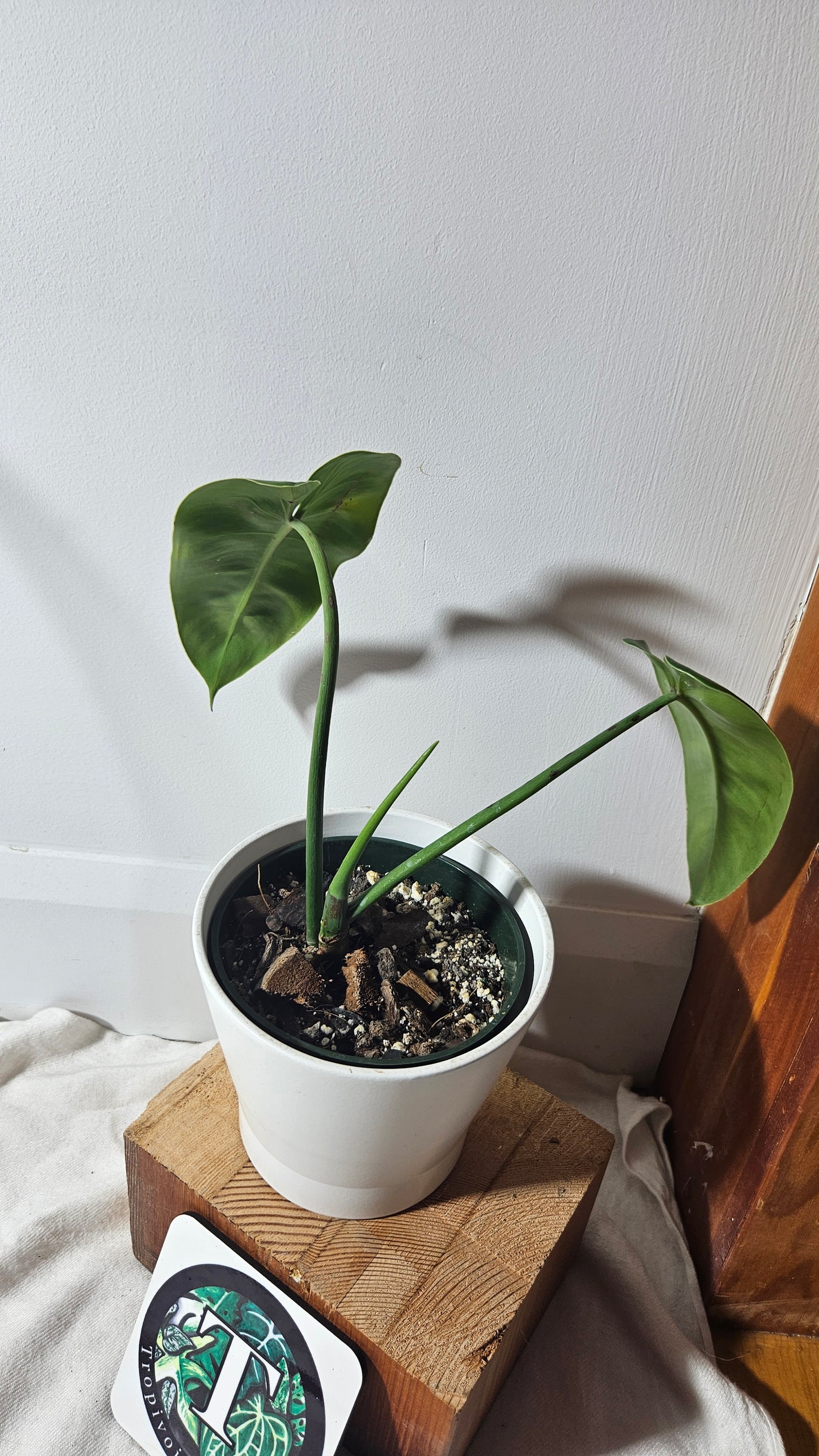 Philodendron Ilsemanii Green (PHI-662)