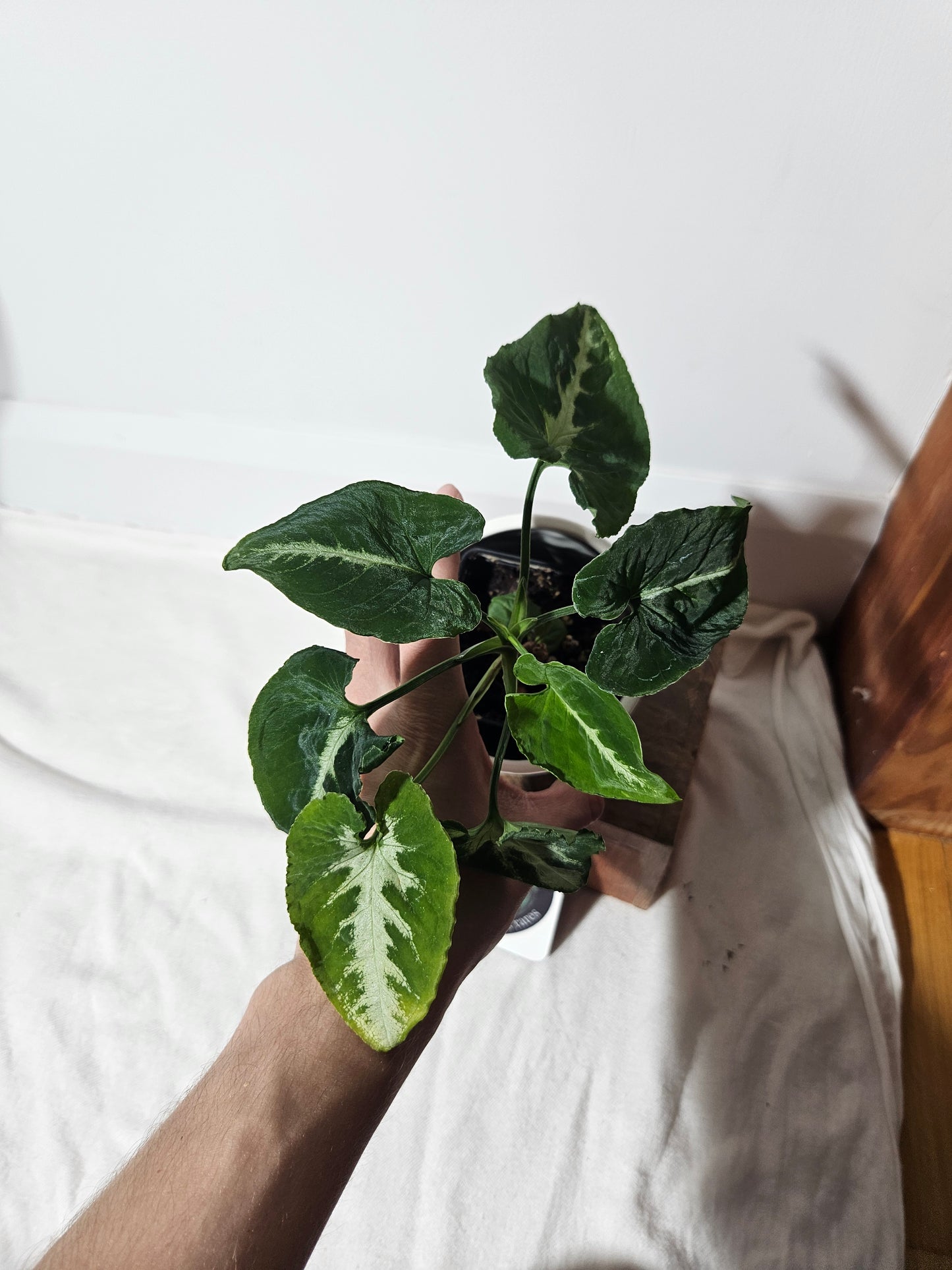 Syngonium Wendlandii "Southern Star" (SYN-054)