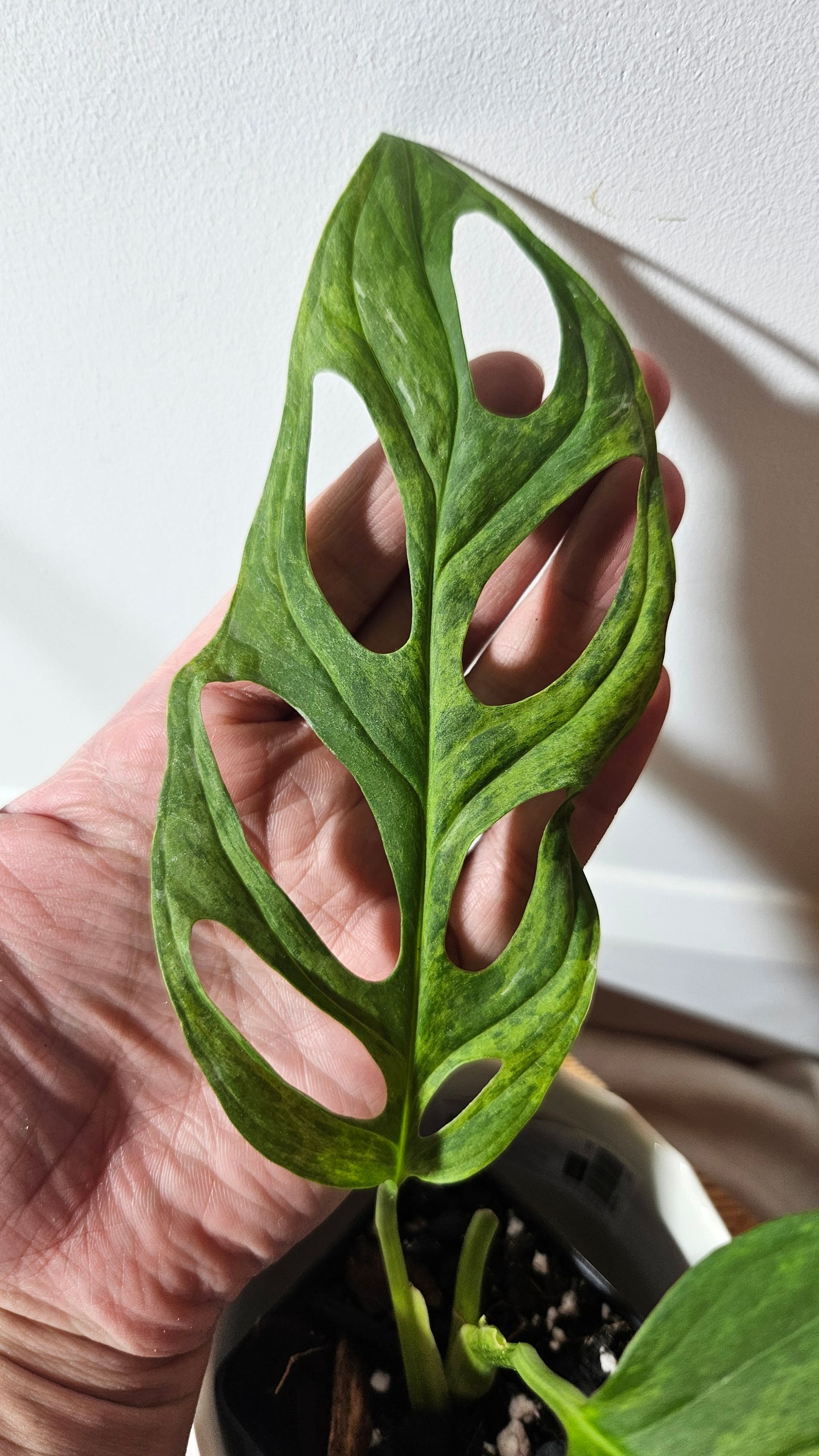 Monstera Andasonii Mint/Indo (MON-349)