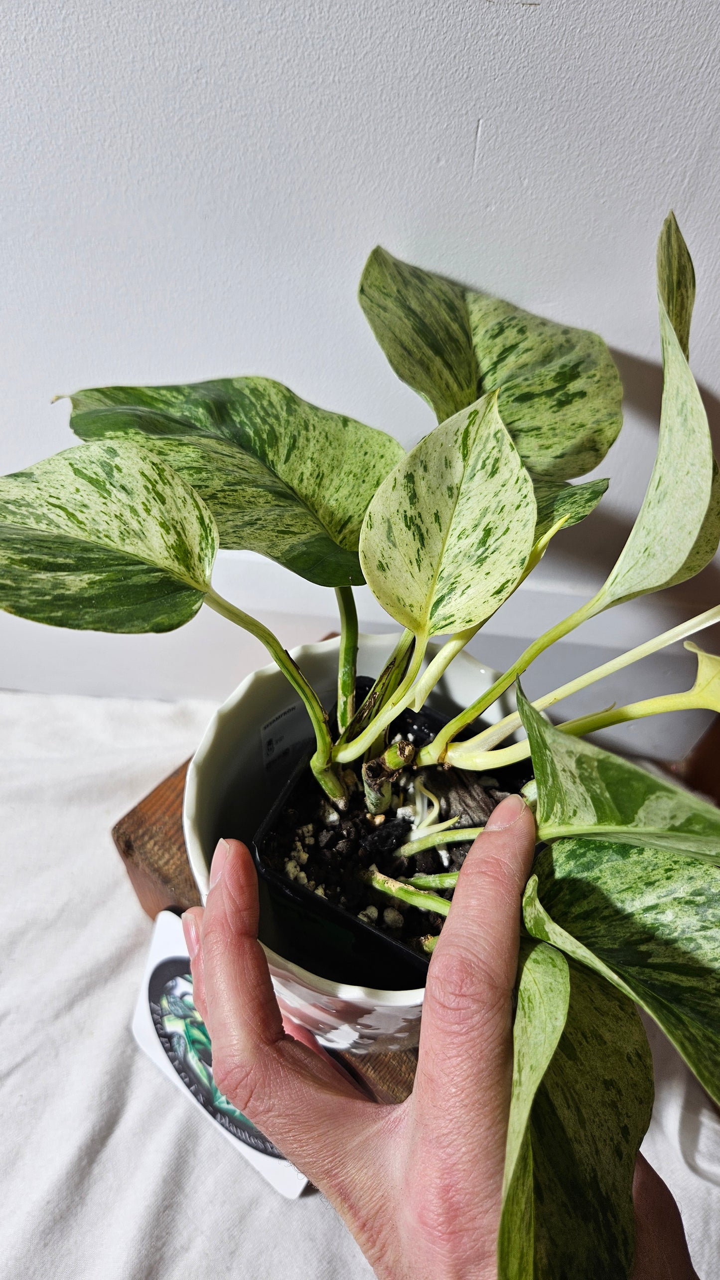 Epipremnum Aureum Marble Queen "version Snow Queen" Mature (EPI-193)