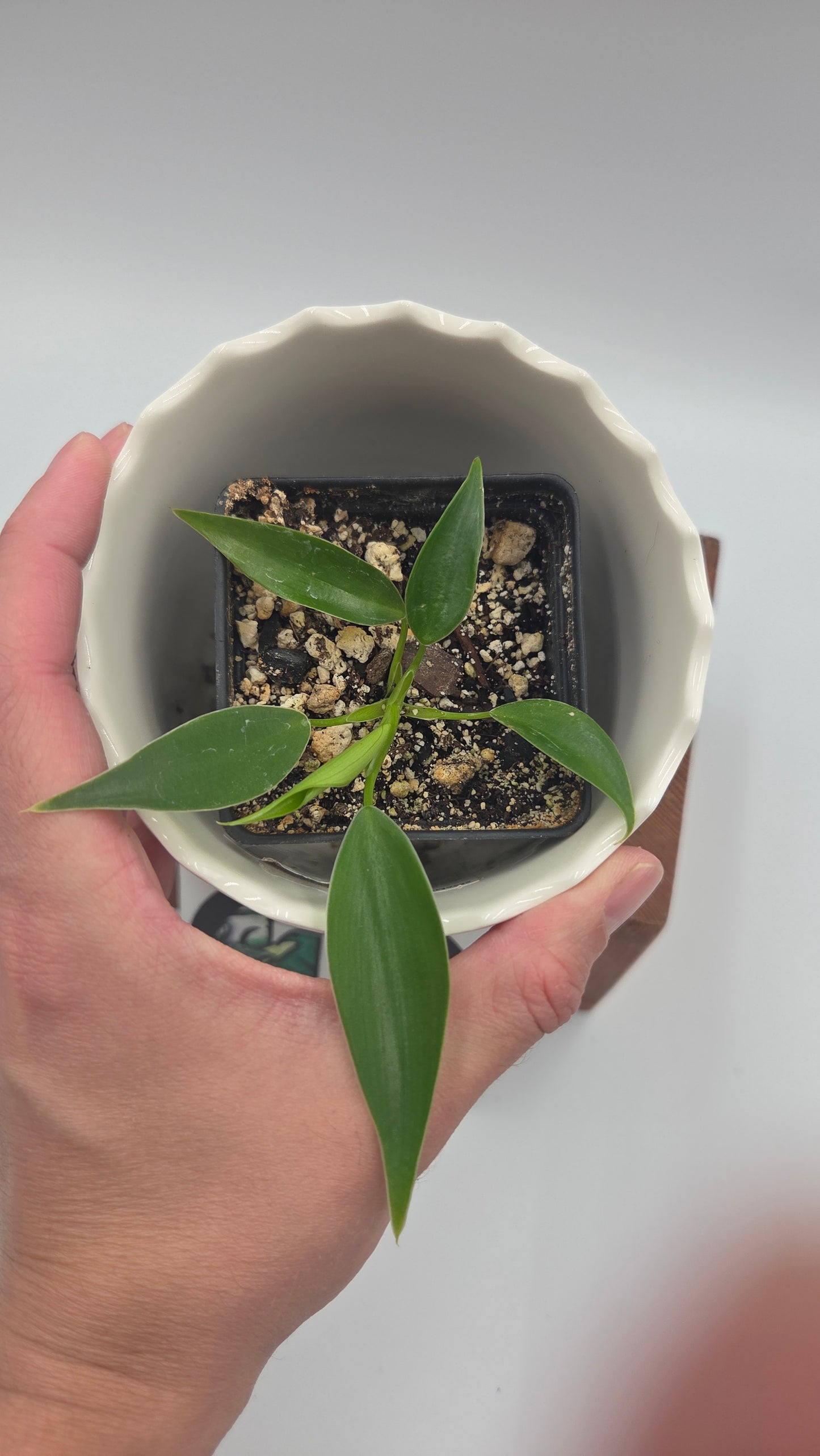 Philodendron Microstictum (PHI-658)