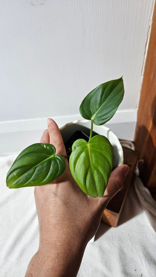Philodendron Pastazanum (PHI-823)