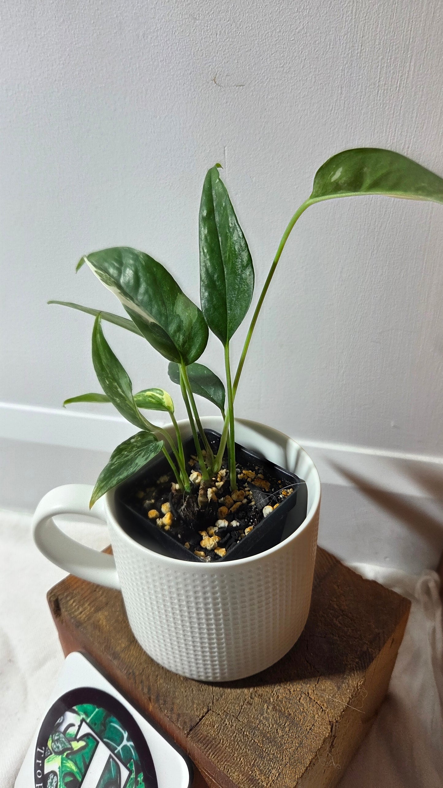 Epipremnum pinnatum Albo (EPI-195)