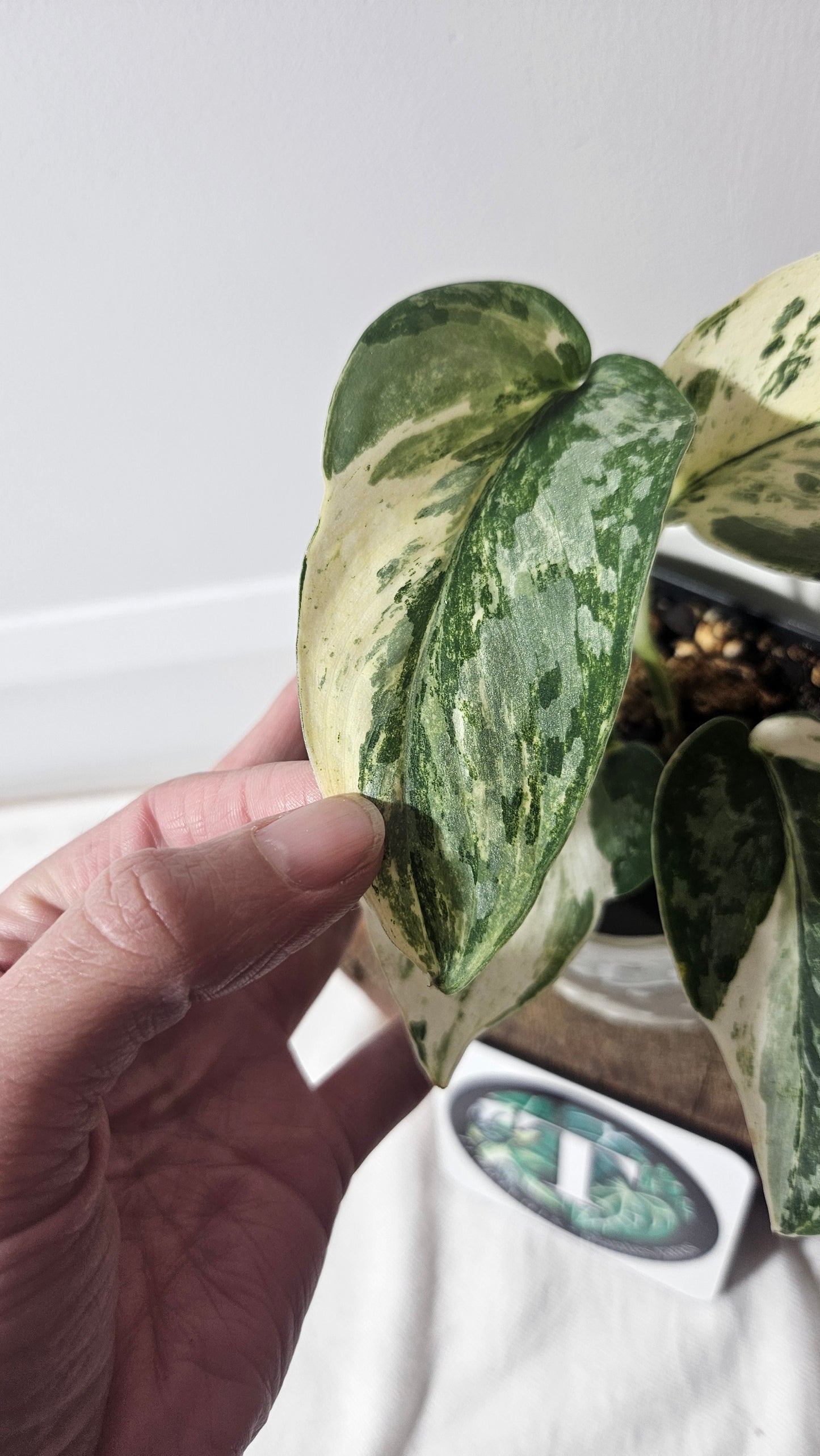 Scindapsus Exotica Salaka Variegata (SCI-960)