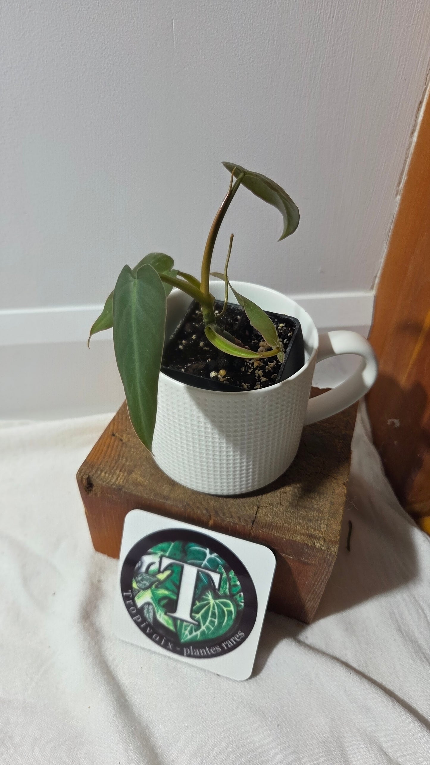 Philodendron Maximum (PHI-383)