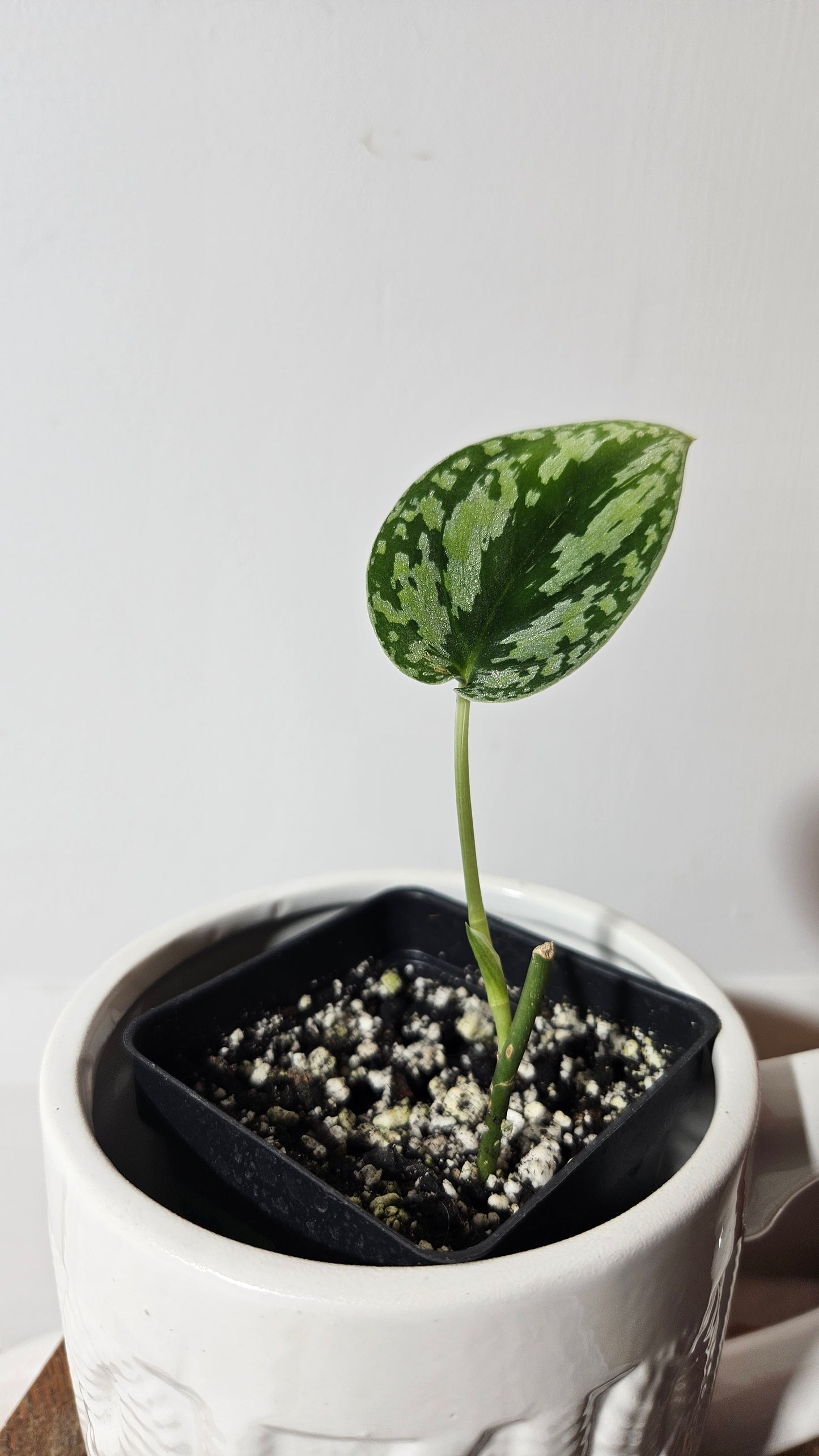 Scindapsus Bornéo Tricolore (SCI-553)