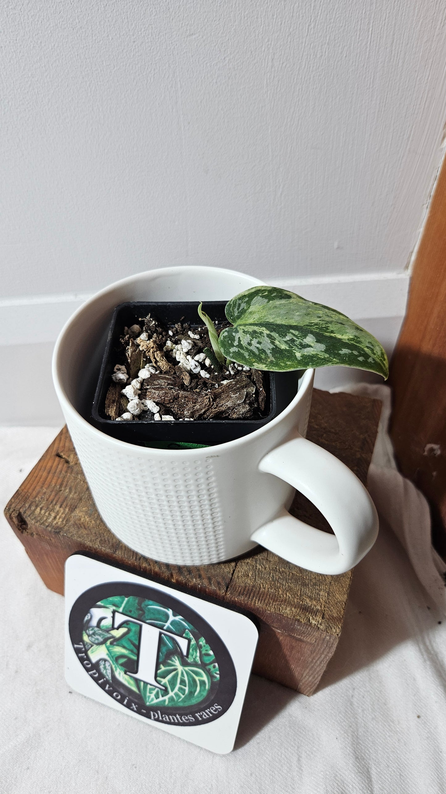 Scindapsus White Crocodile (SCI-1343)