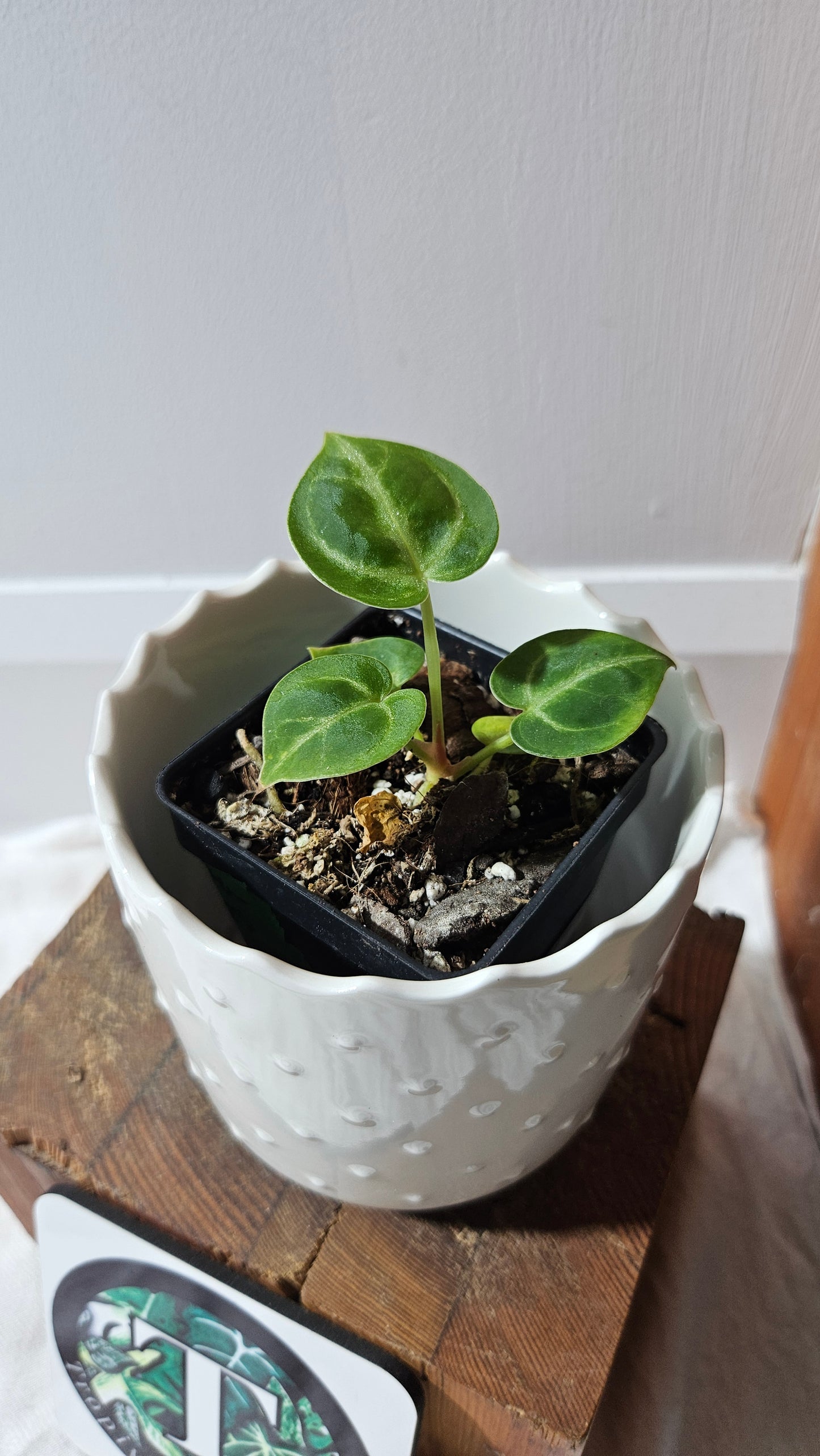 Anthurium Dorayaki Silver "format SEEDLING"( ANT-579)