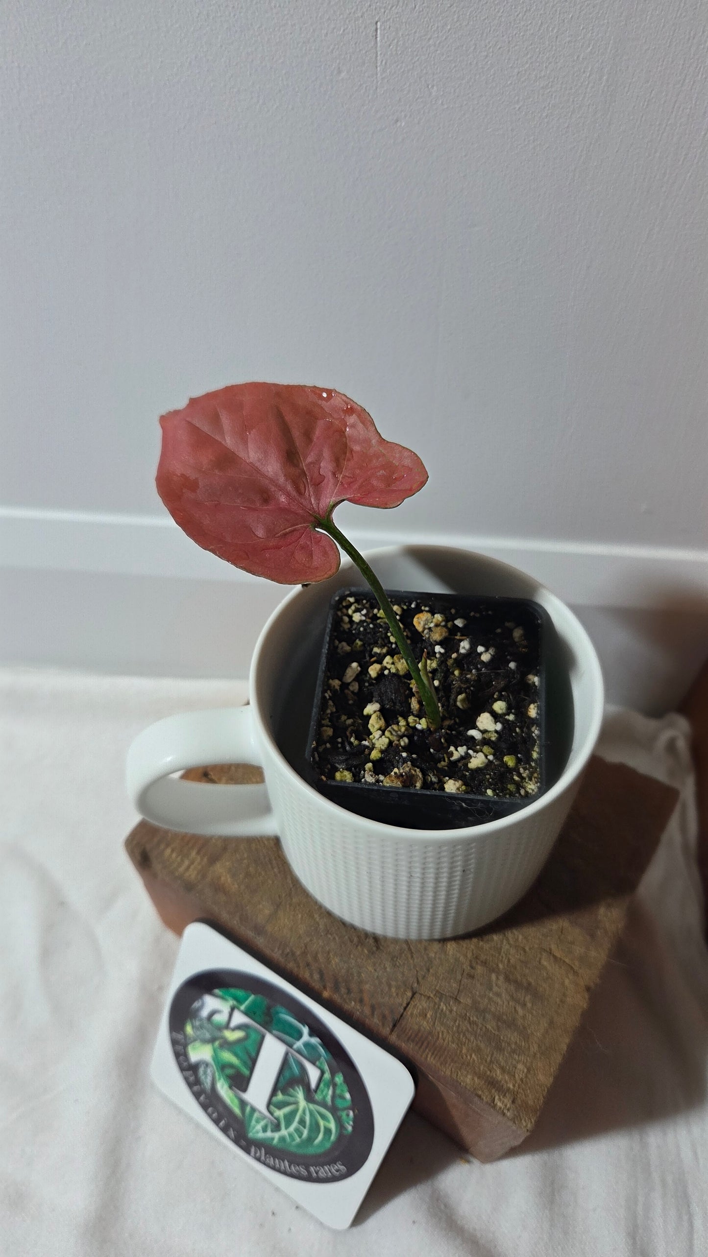 Syngonium Orm Nak Red (SYN-495)