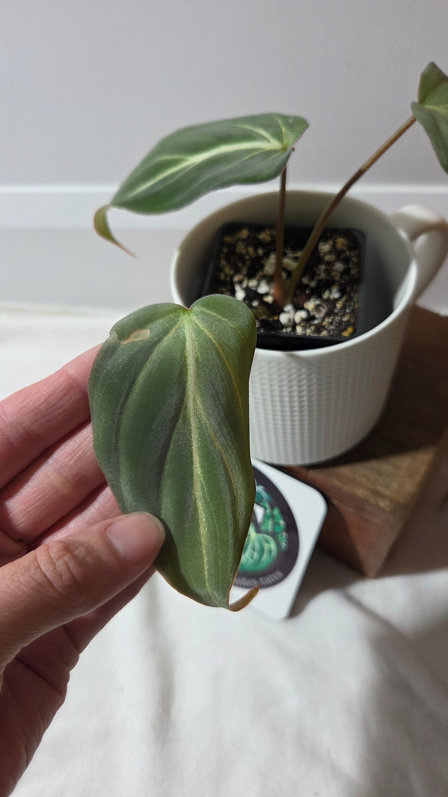 Philodendron Gloriosum Zebra (PHI-997)