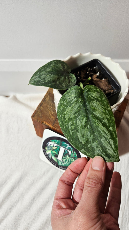 Scindapsus Exotica Pictus mint (SCI-971)
